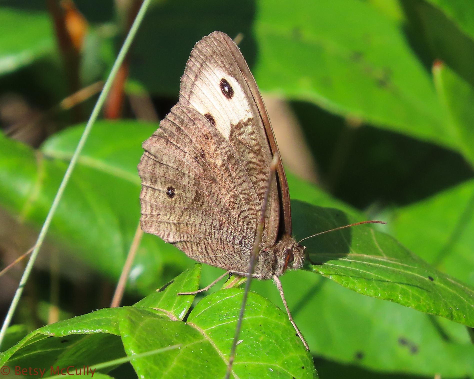 Photo of Common Wood Nymph