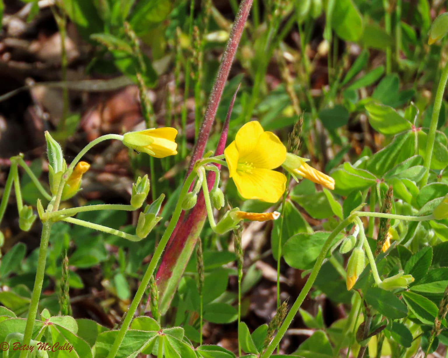 New York Wildflower Gallery New York Nature