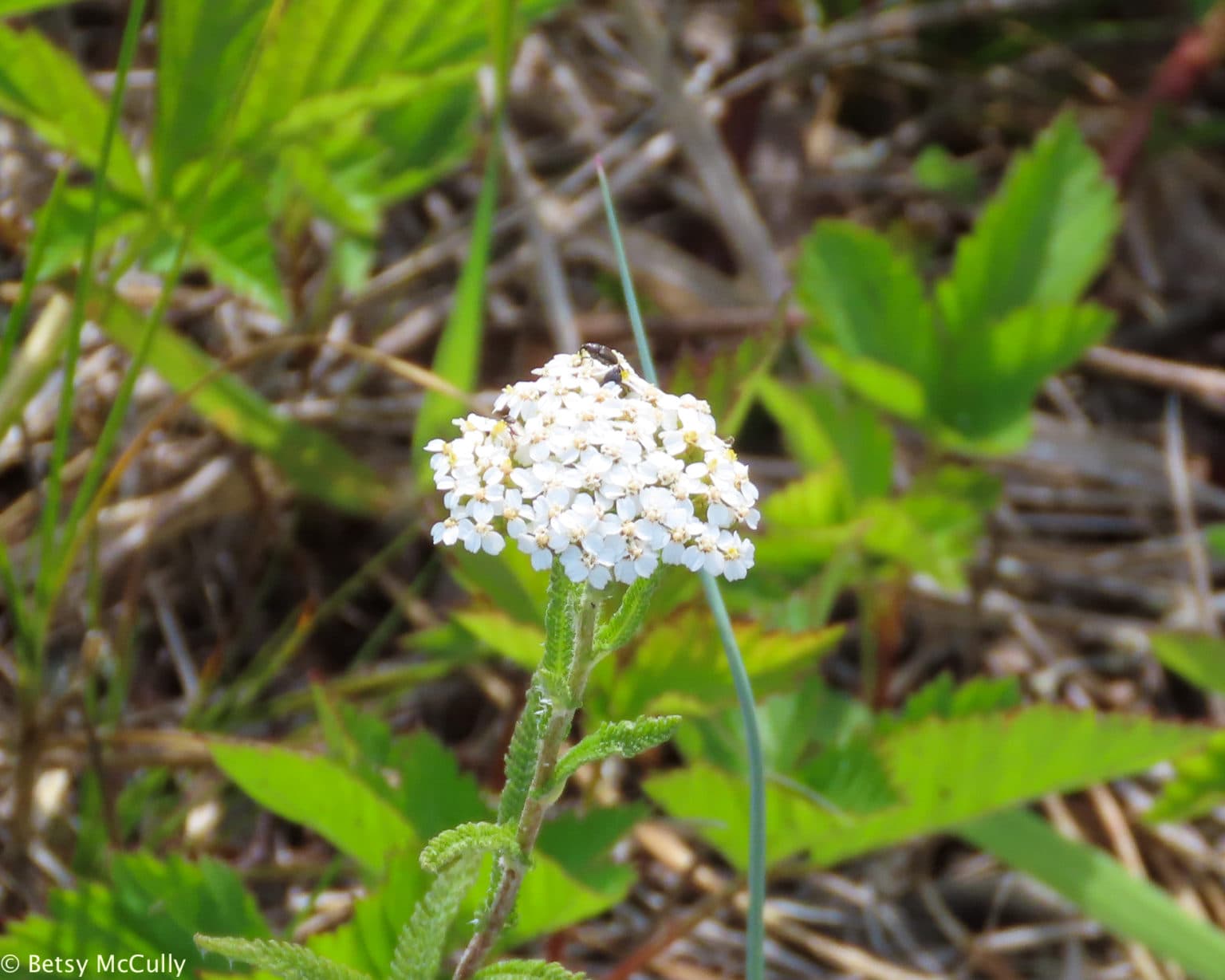 New York Wildflower Gallery New York Nature