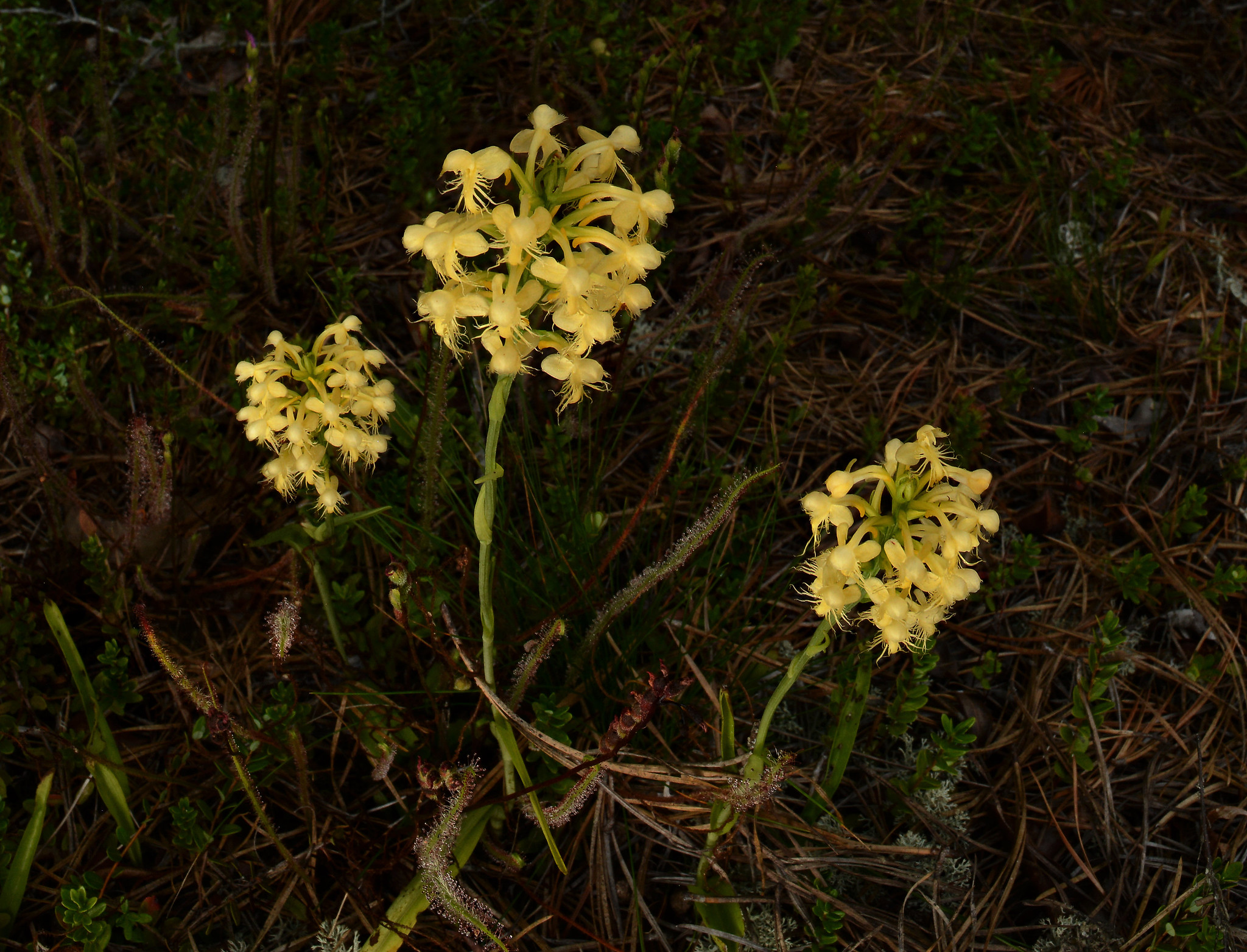 Photo of Pale Fringed Orchid