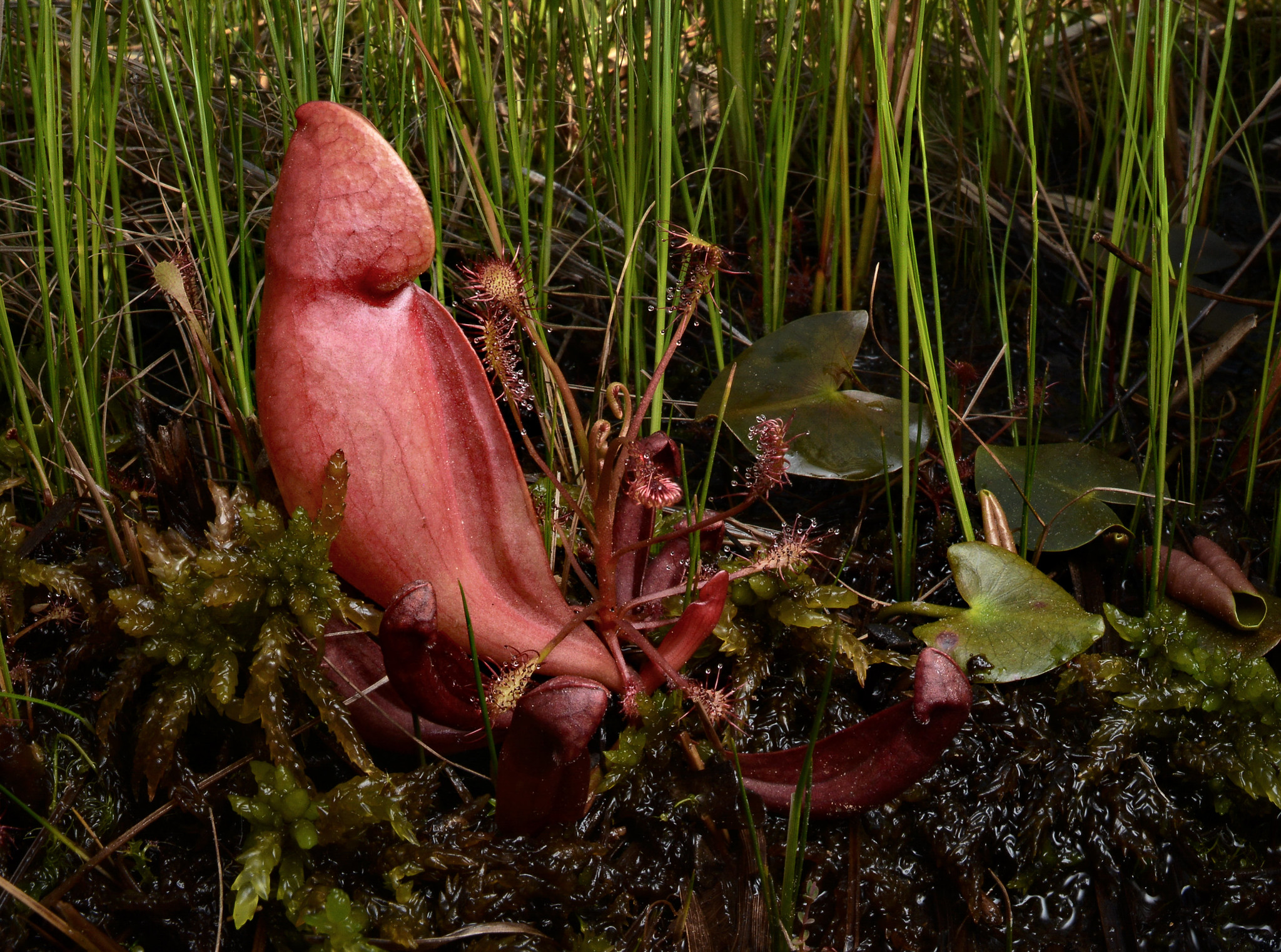 Photo of Purple Pitcher Plant with Spoon-leaved Sundew
