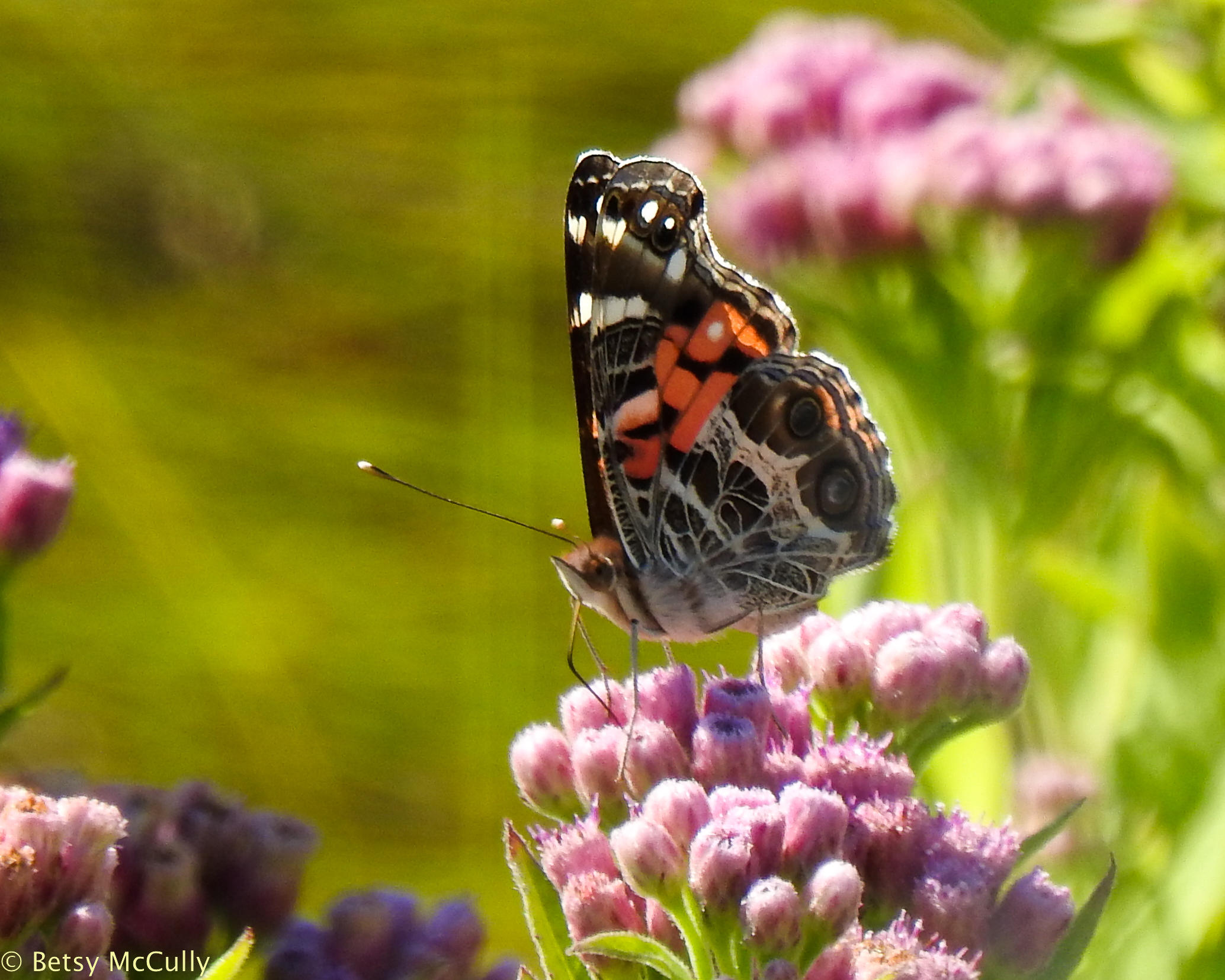 photo of American Lady butterfly