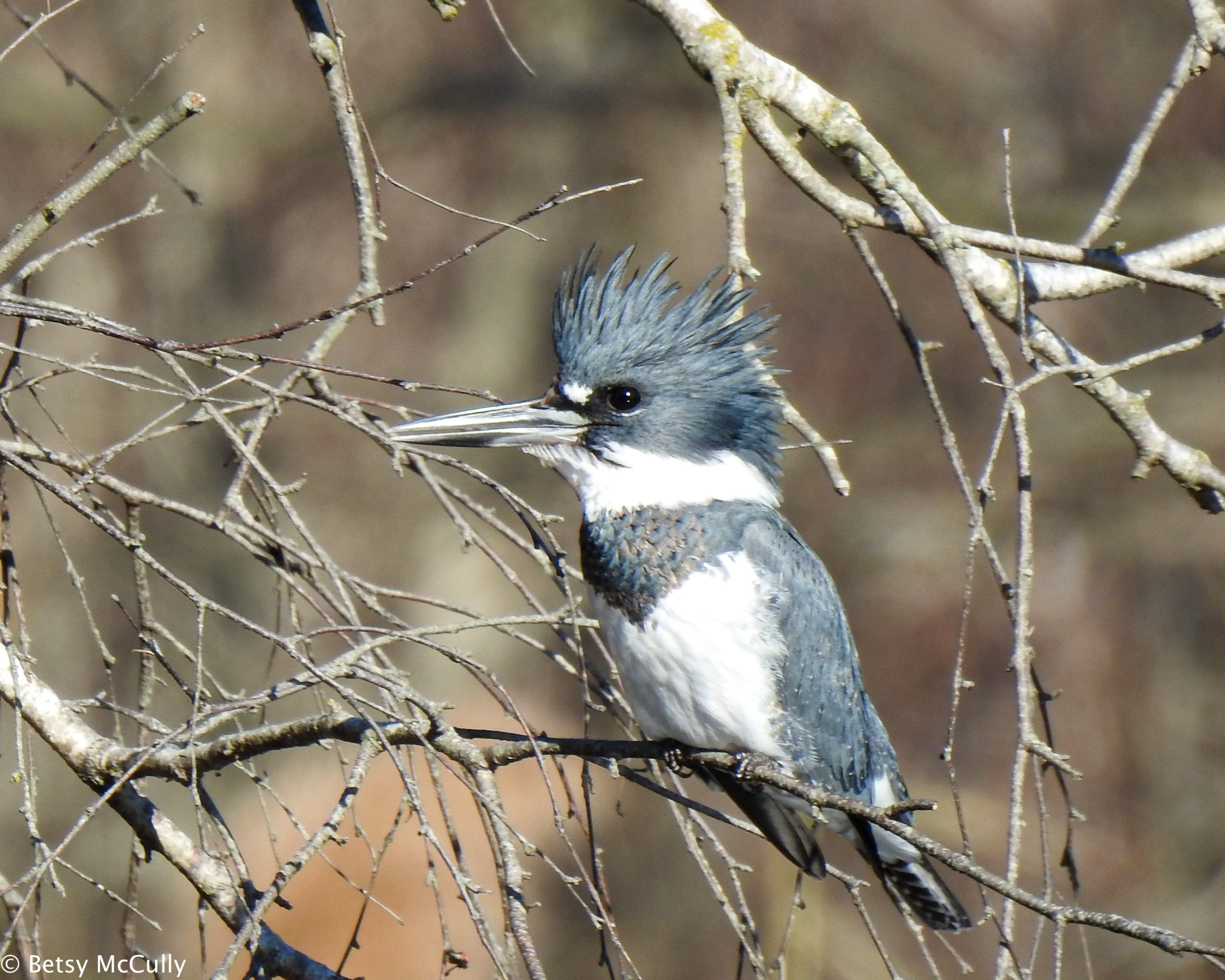 Photo of Belted Kingfisher male