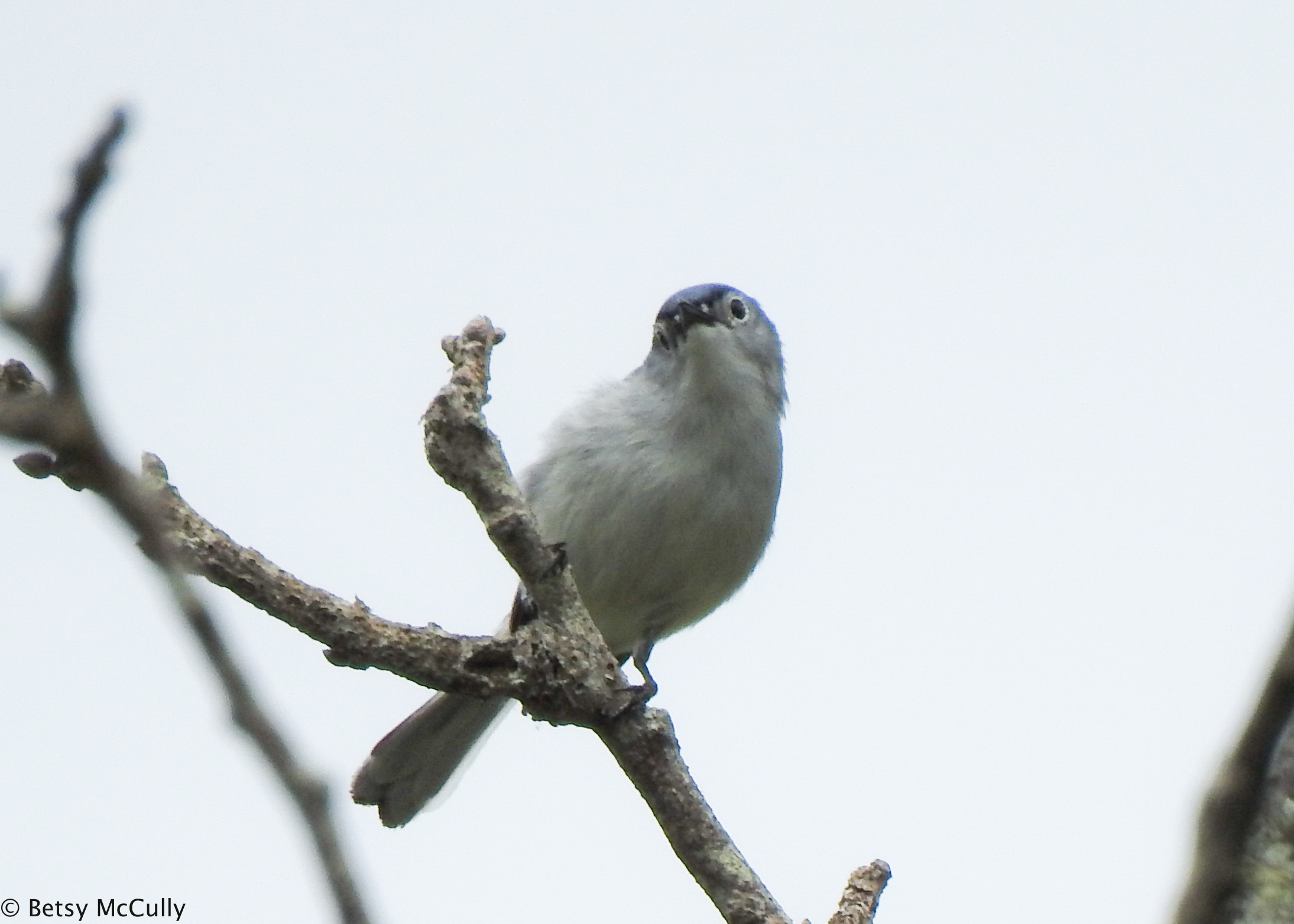 photo of Blue-gray Gnatcatcher