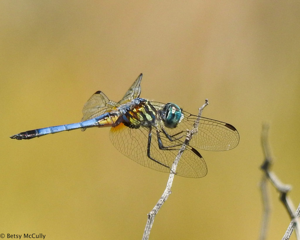 photo of Blue Dasher