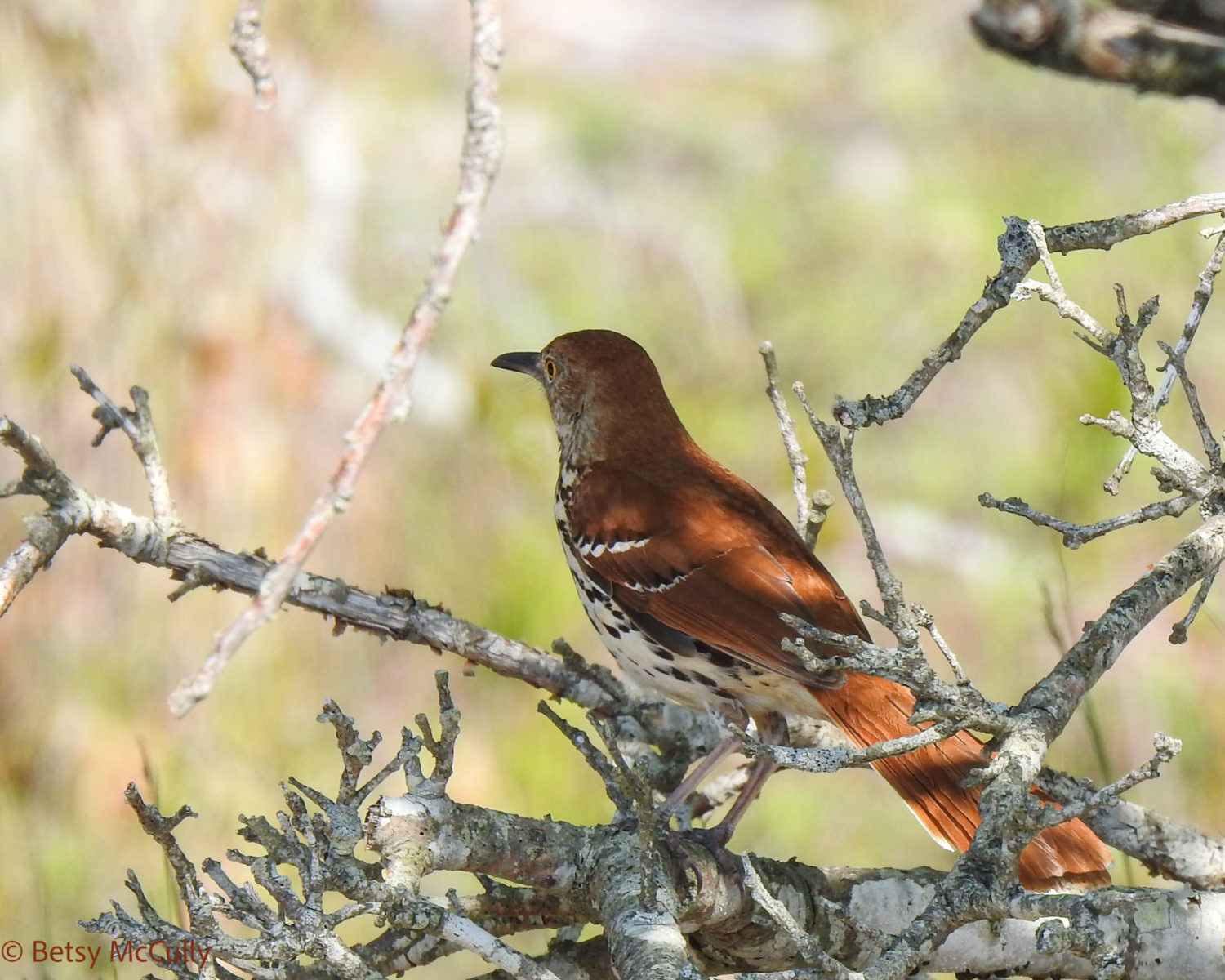 photo of Brown Thrasher