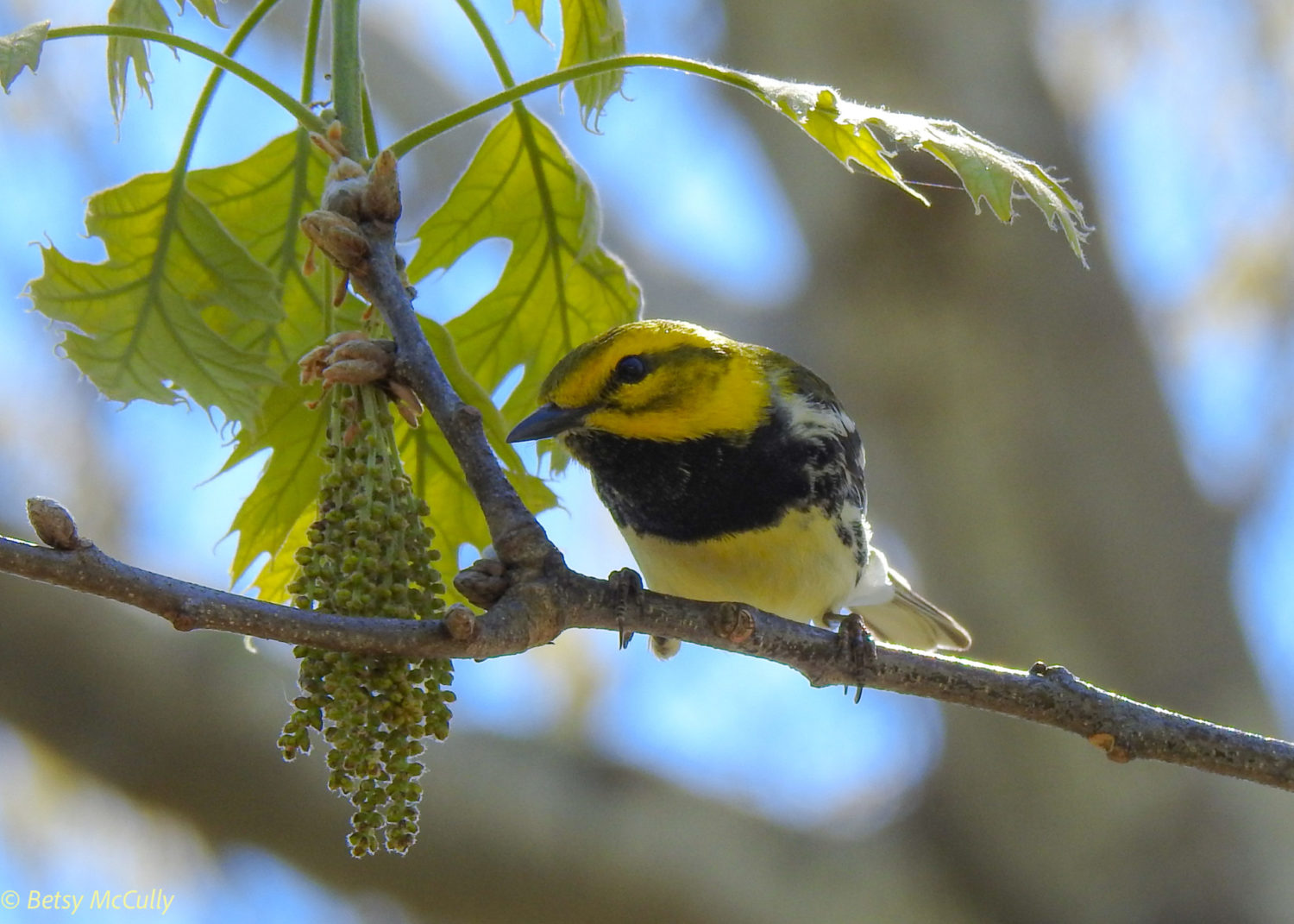 photo of Black-throated Green Warbler