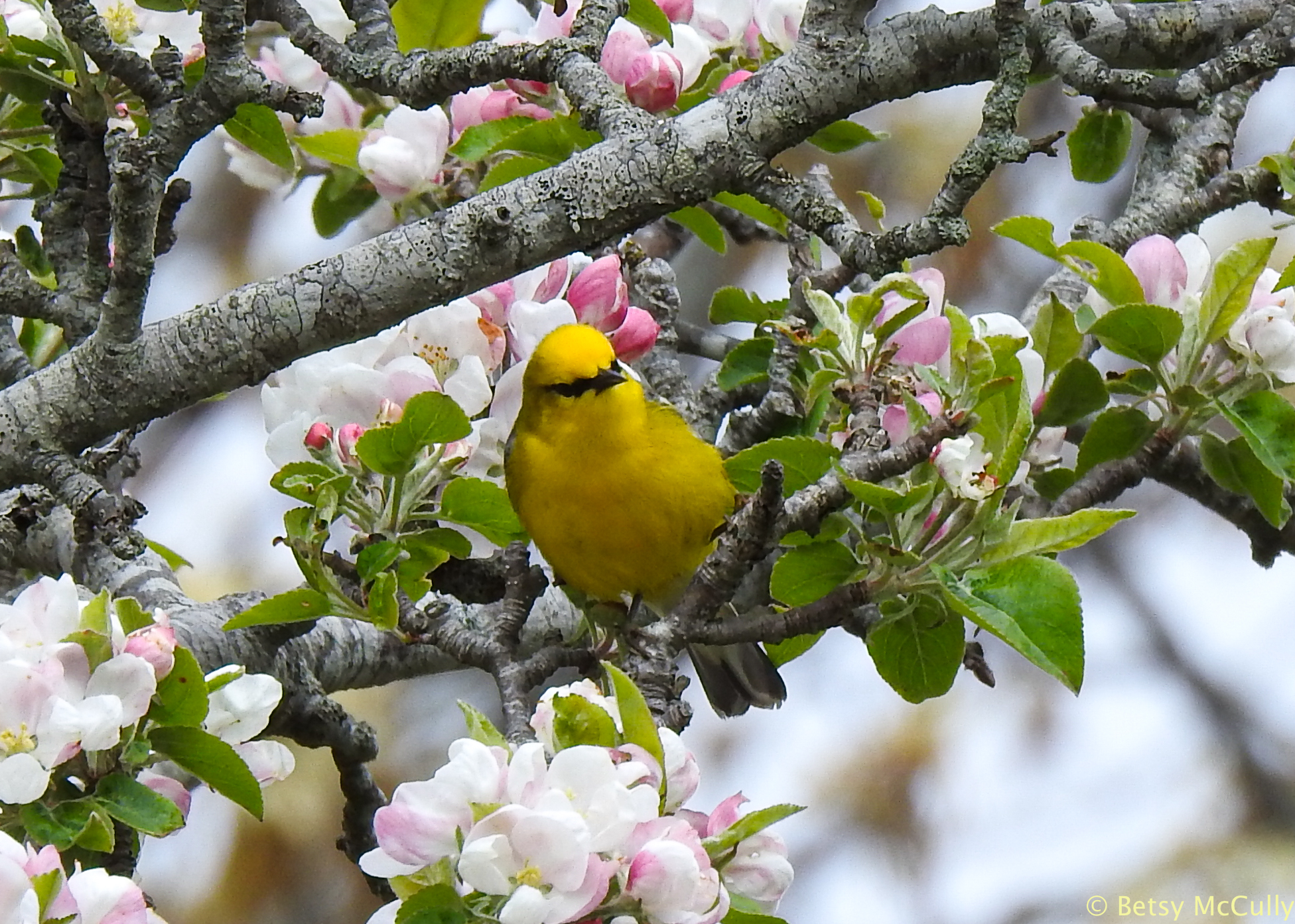 photo of Blue-winged Warbler