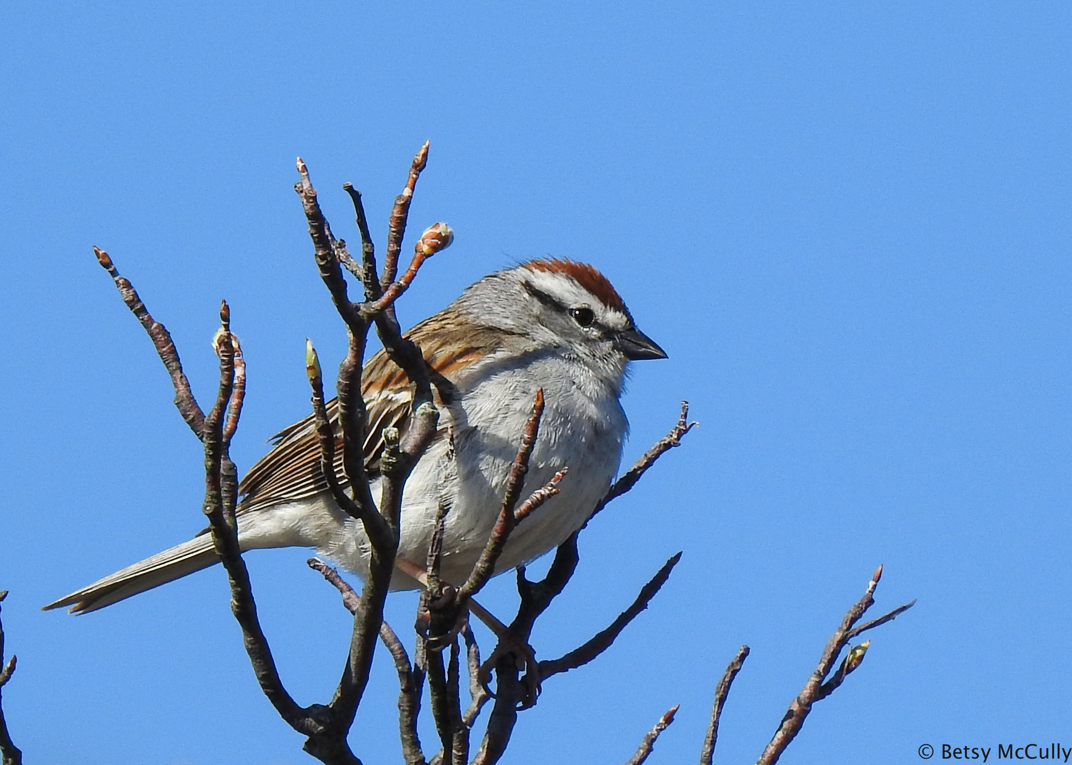 Photo of Chipping Sparrow adult