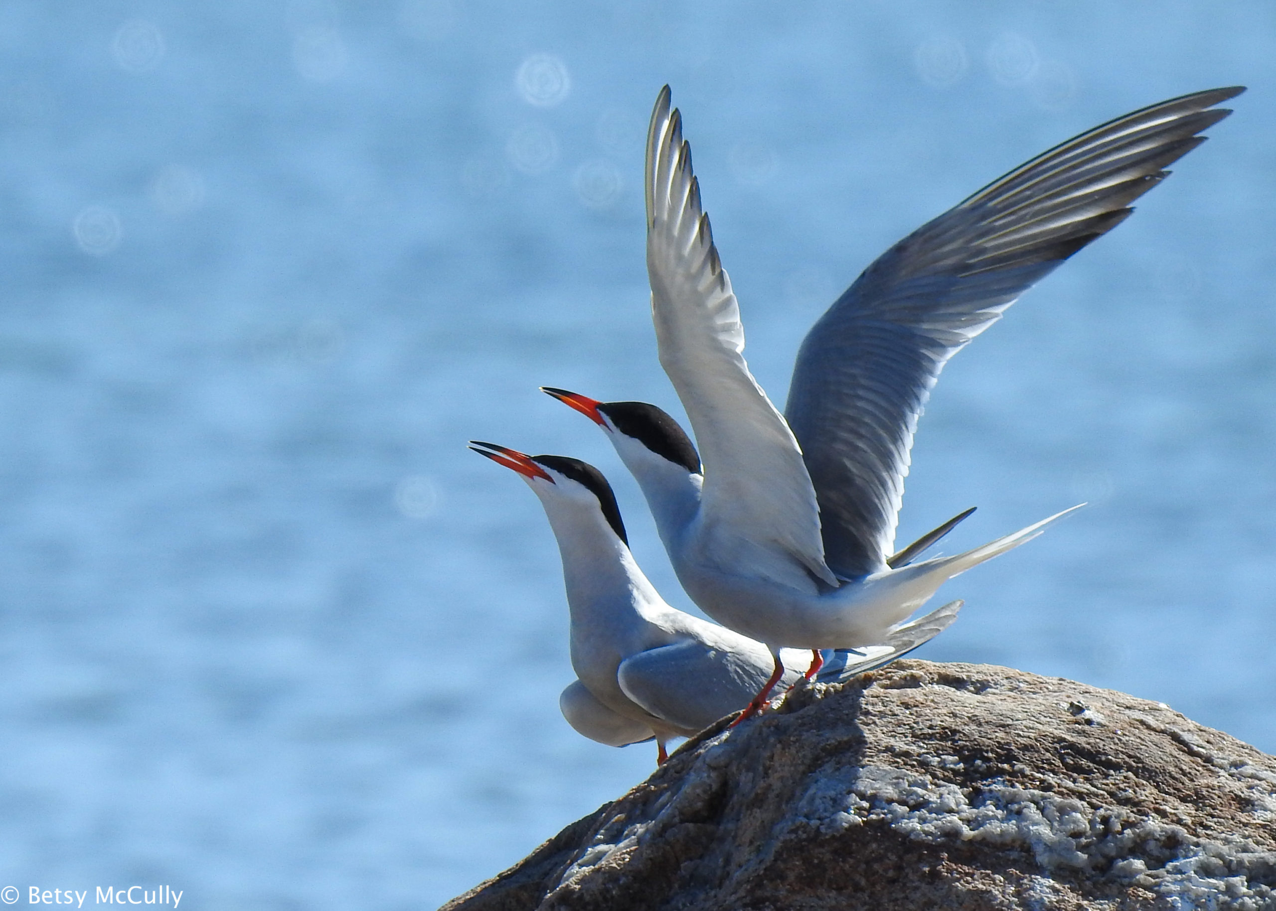 photo of Common Tern pair