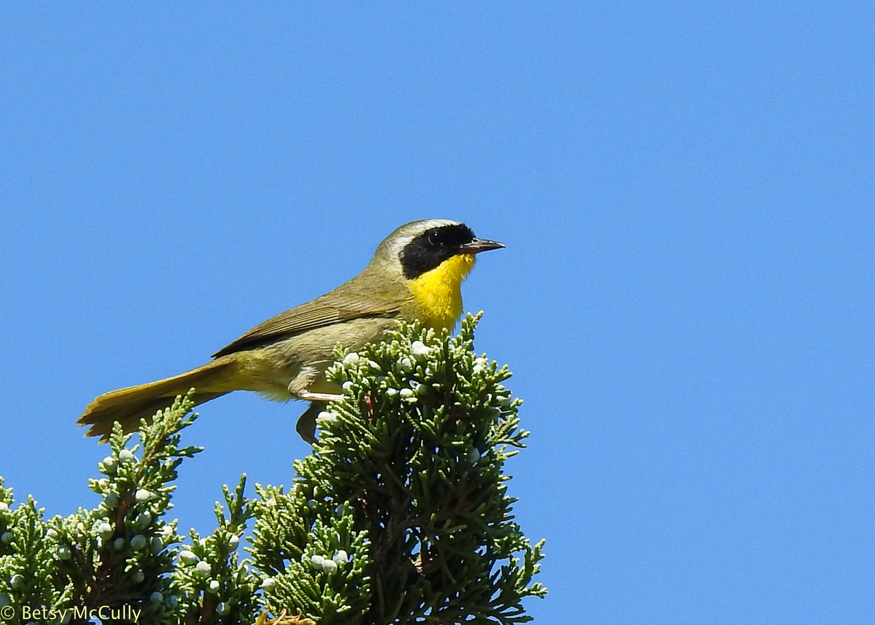 Photo of Common Yellowthroat male