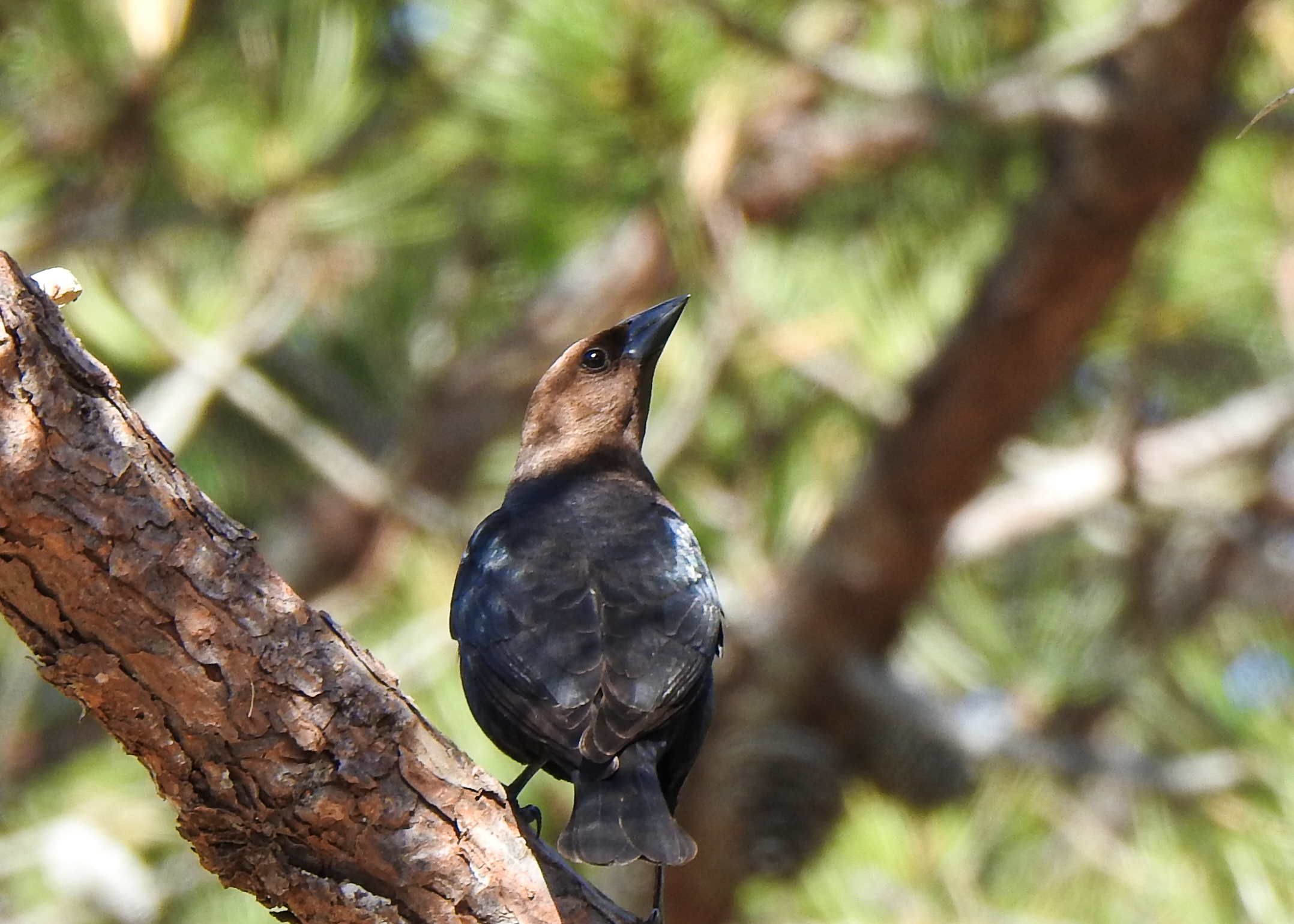 photo of Brown-headed Cowbird male