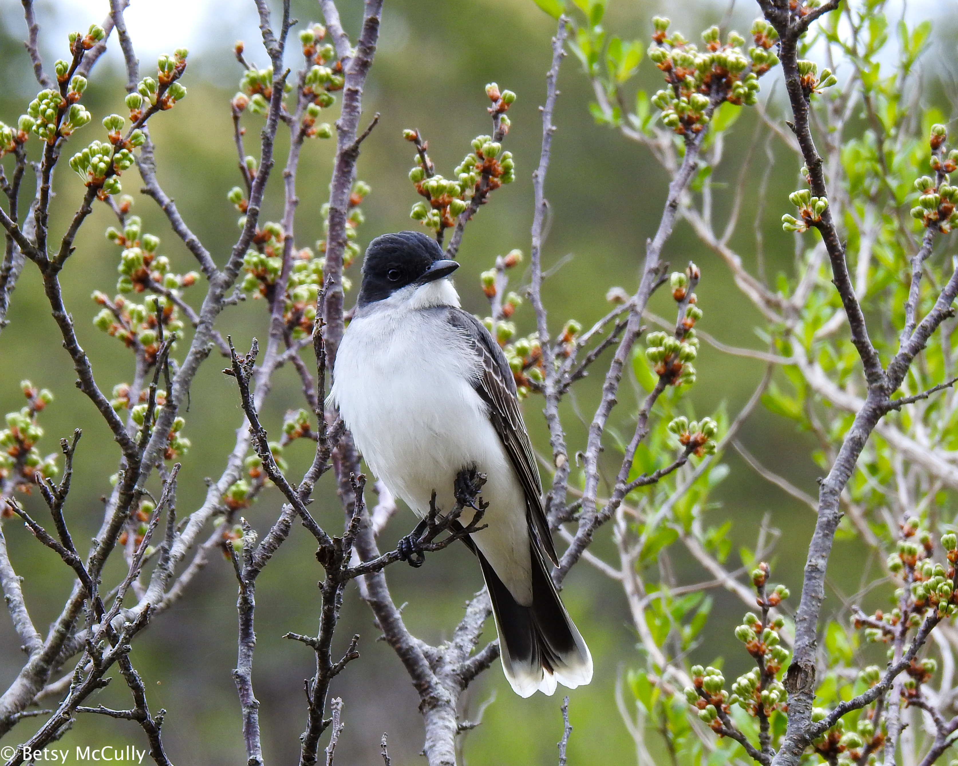 photo of Eastern Kingbird perched