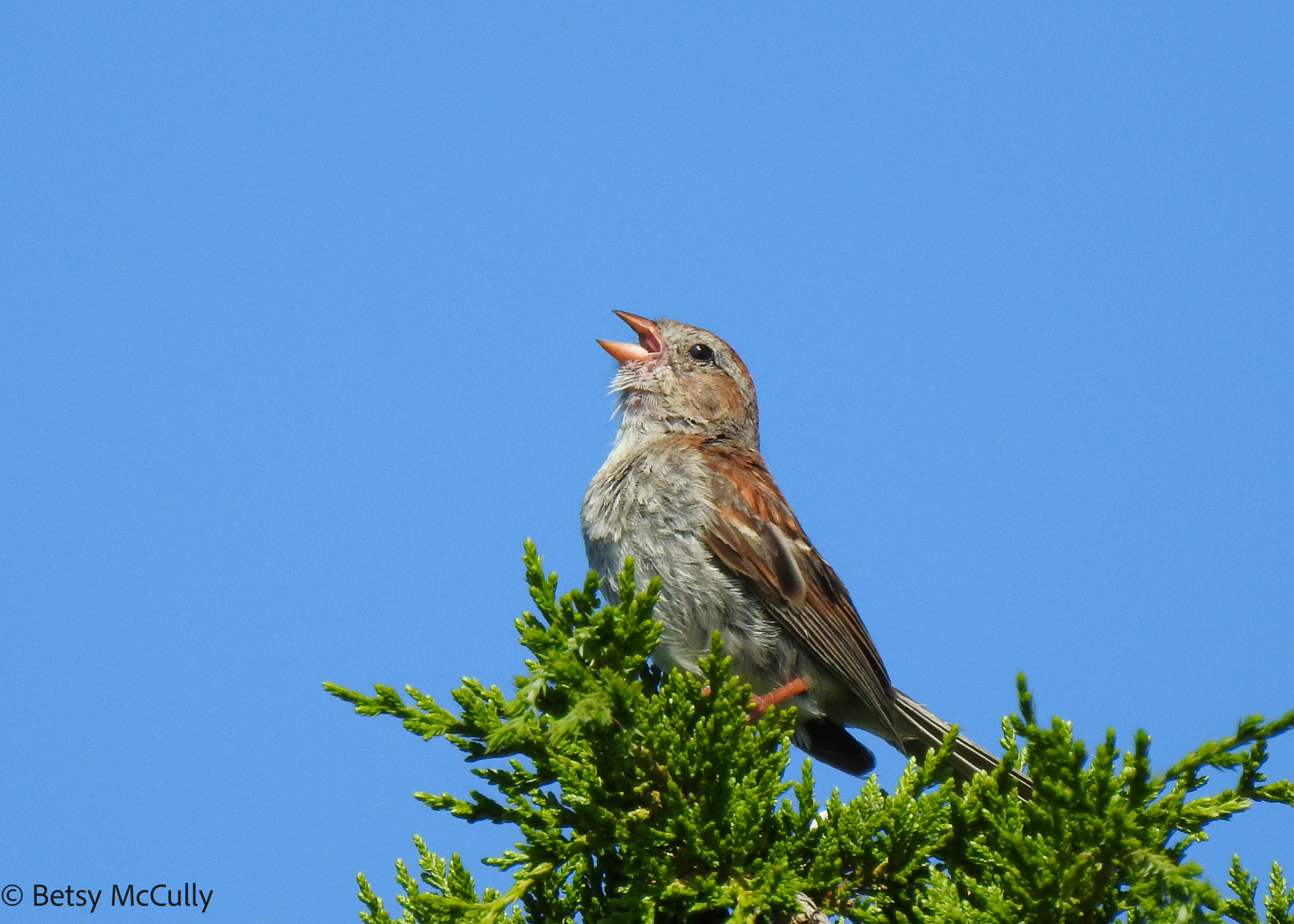 photo of Field Sparrow singing