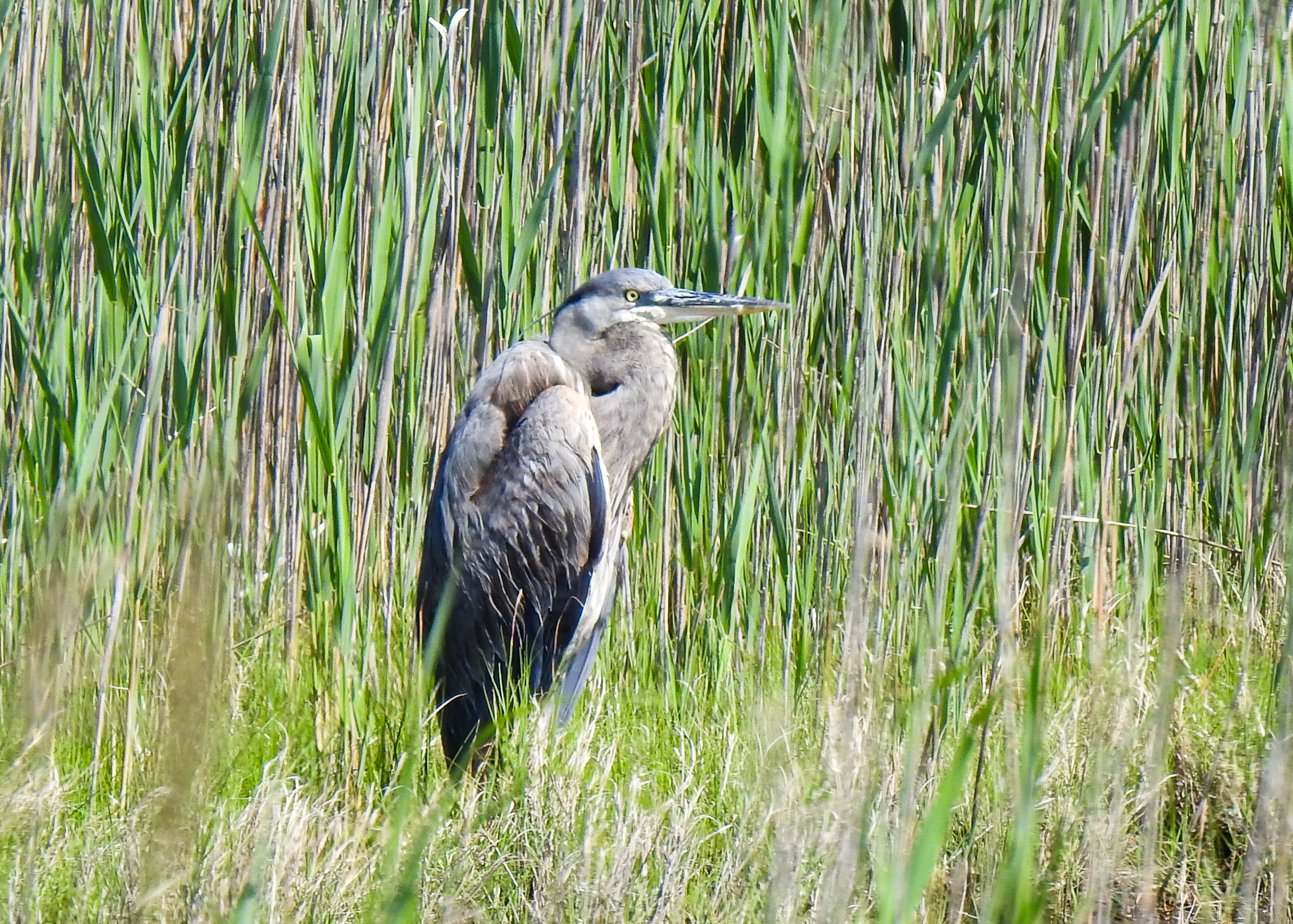 Photo of Great Blue Heron