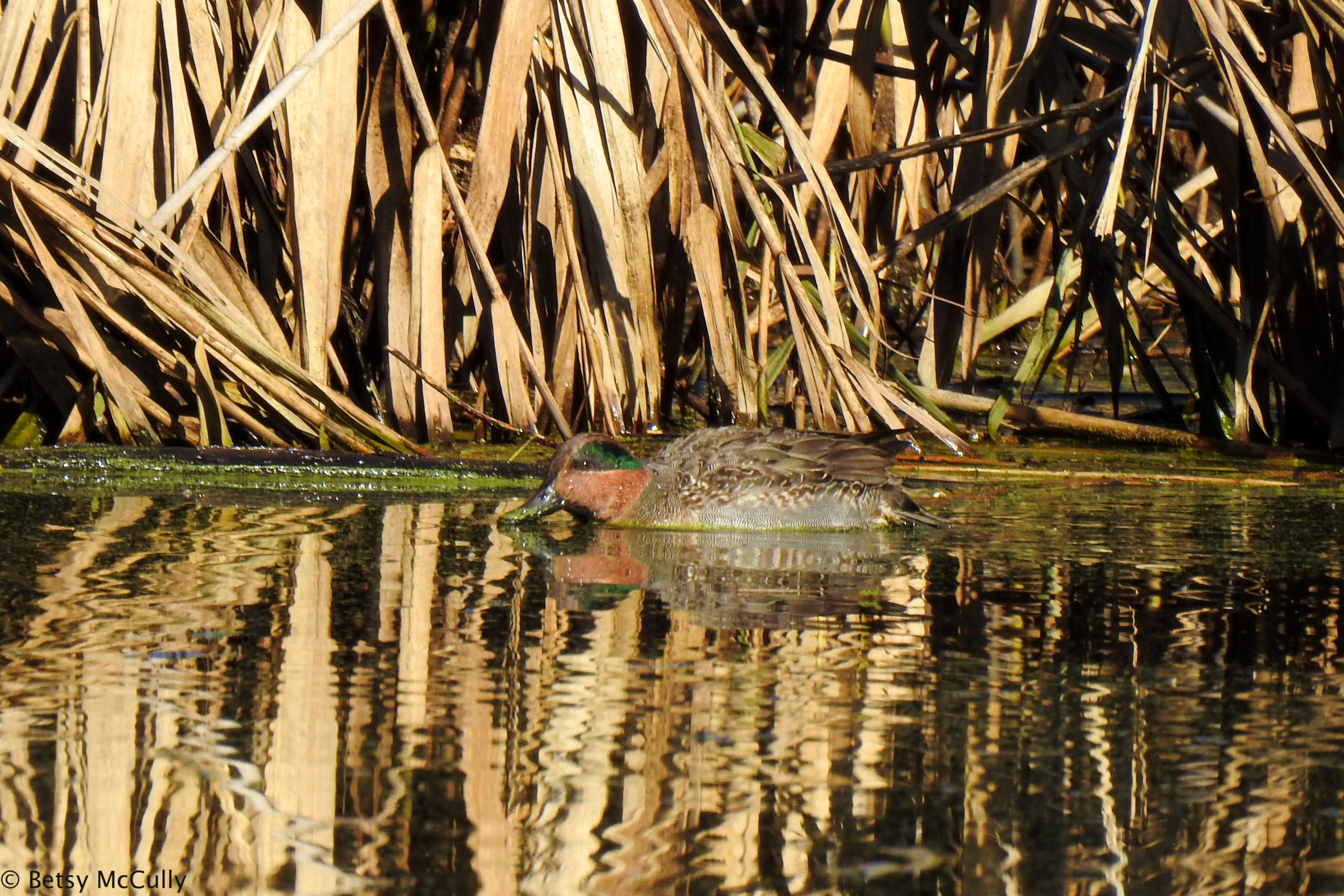 Photo of Green-winged Teal male