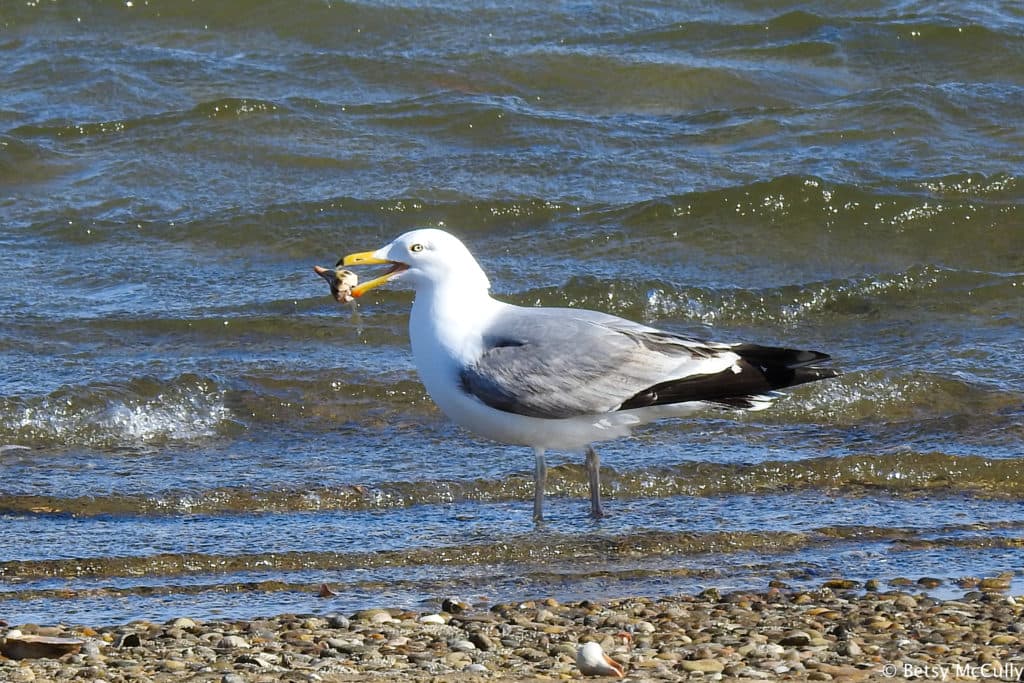 Herring Gull (Larus argentatus) New York Nature by Betsy McCully