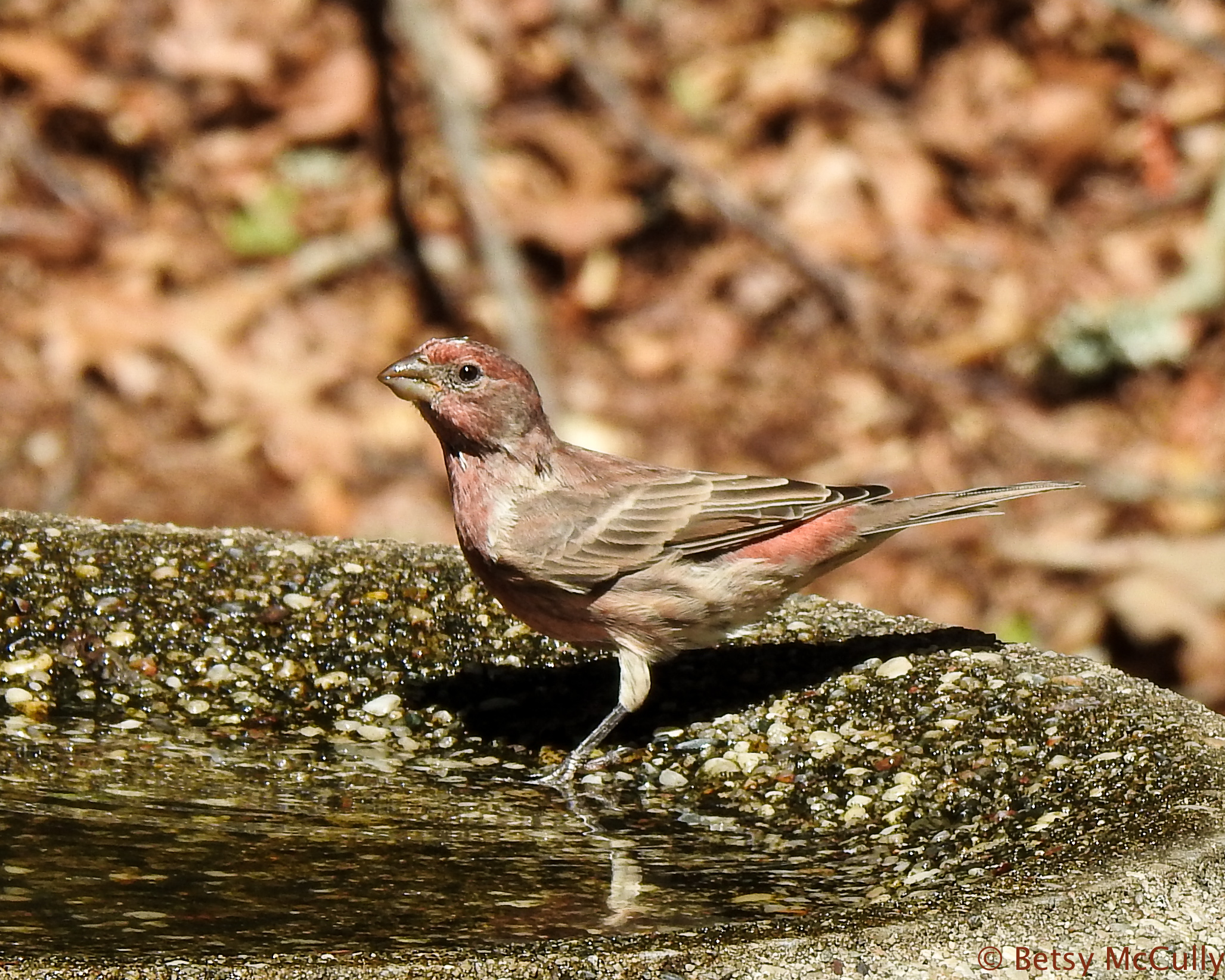 photo of House Finch male