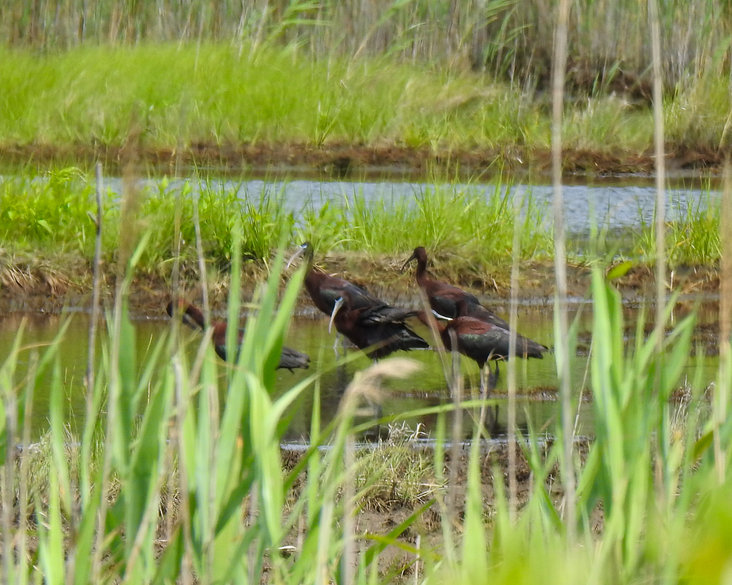photo of Glossy Ibis flock in marsh