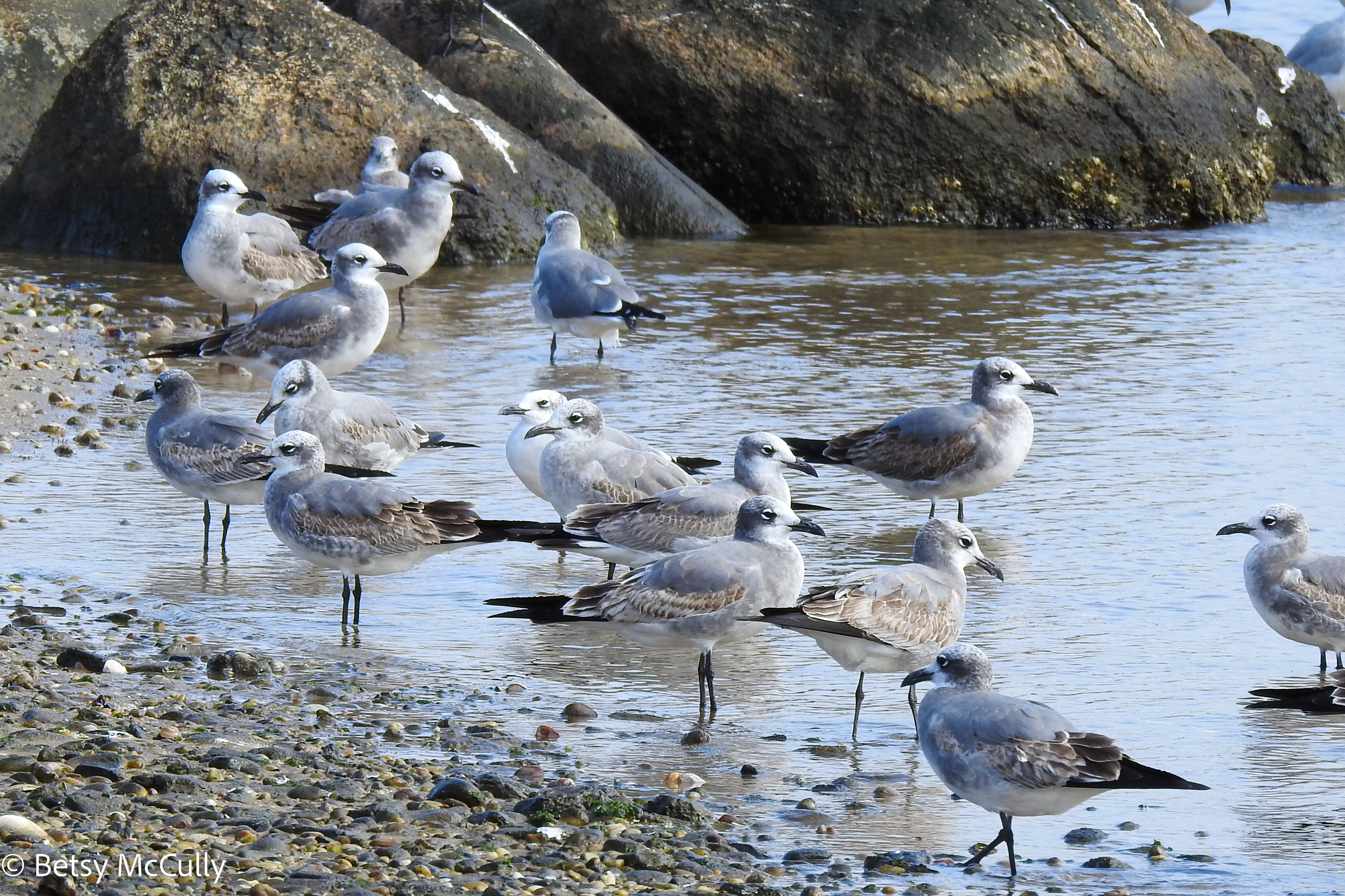 Photo of Laughing Gull flock in winter plumage