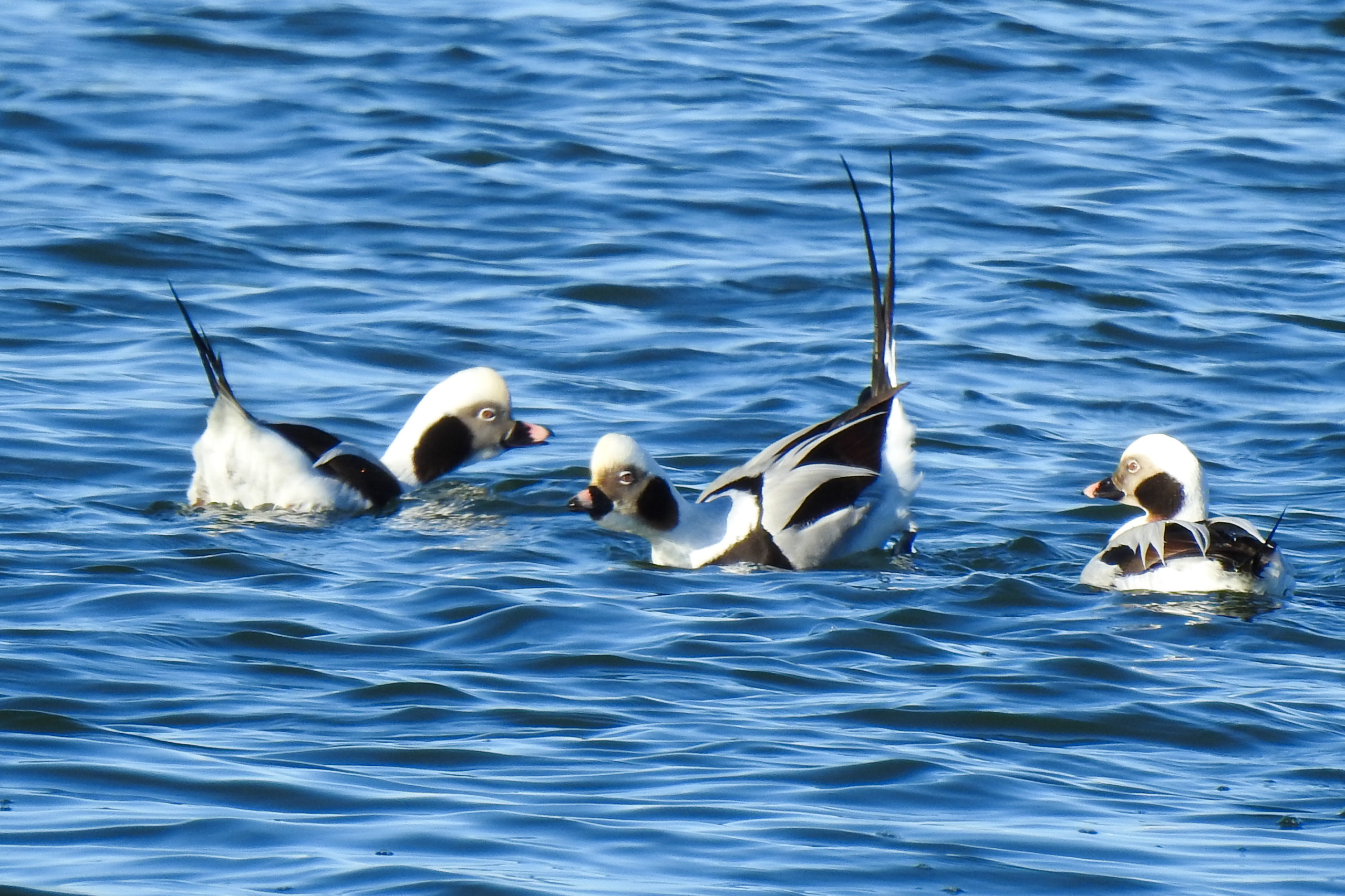 photo of Long-tailed Duck males displaying