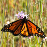 photo of monarch in knapweed