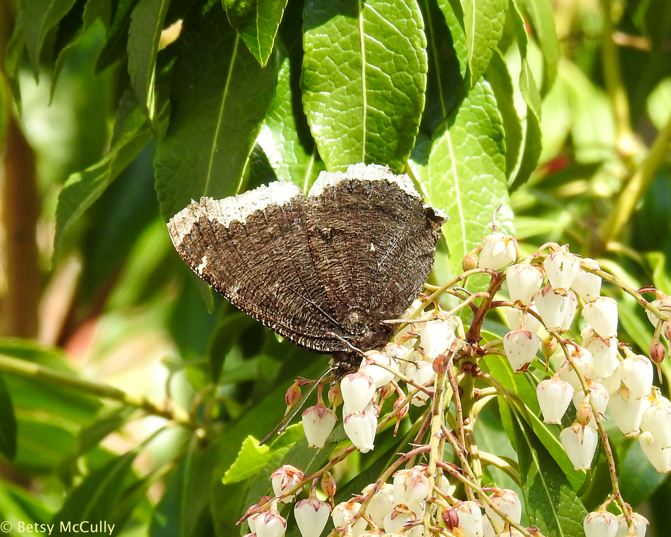 photo of Mourning Cloak ventral view