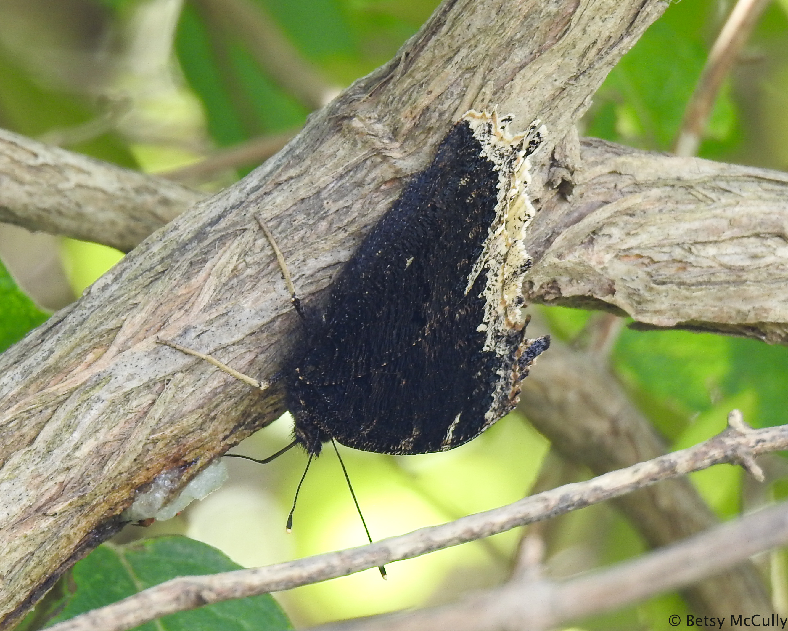 Photo of Mourning Cloak ventral view
