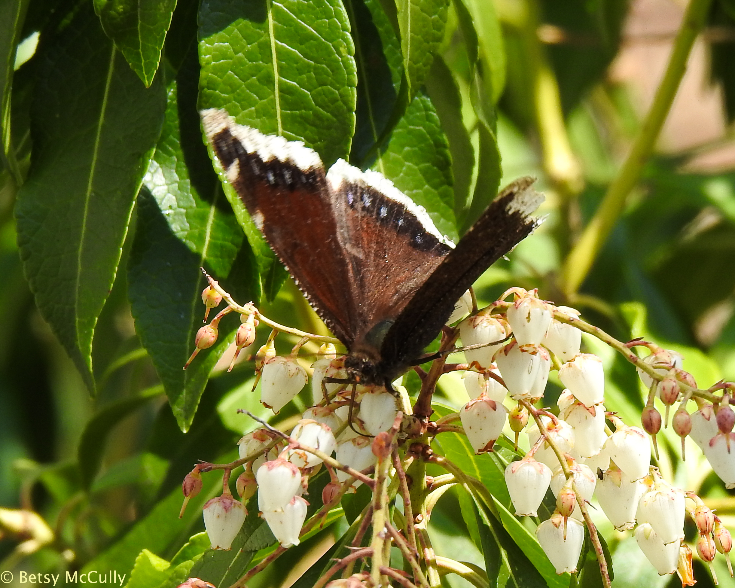 photo of Mourning Cloak dorsal view