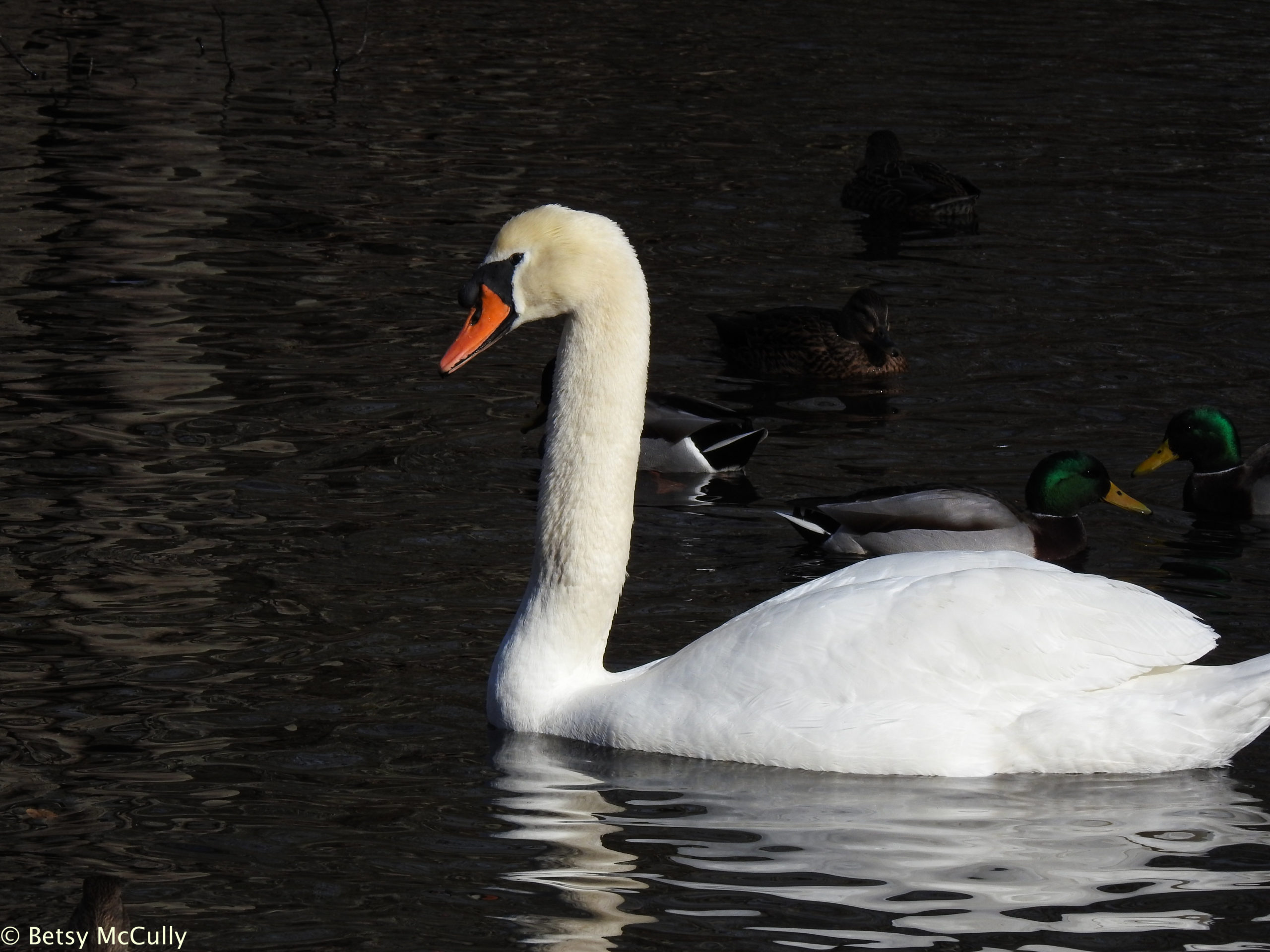 Photo of Mute Swan