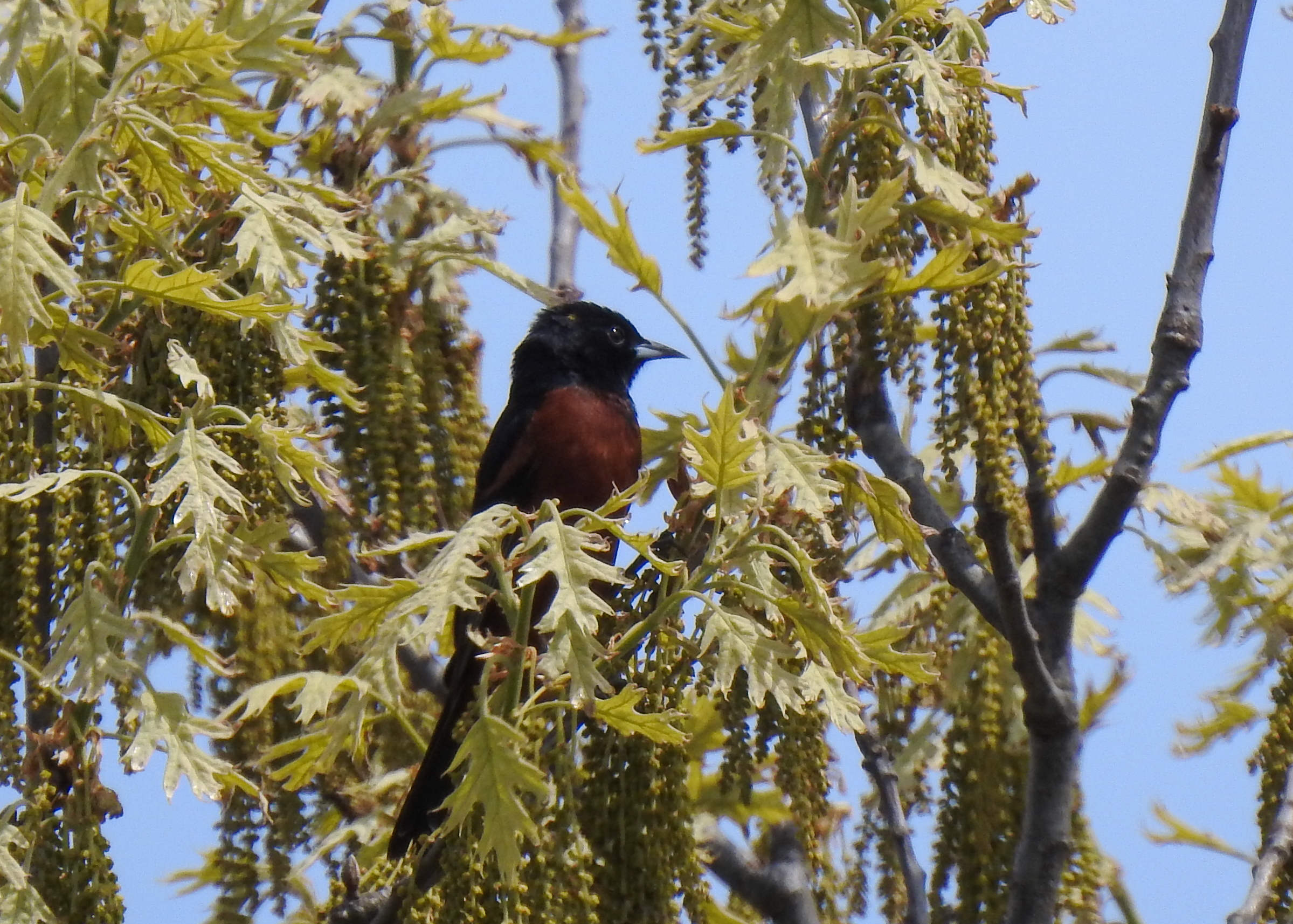 Photo of Orchard Oriole