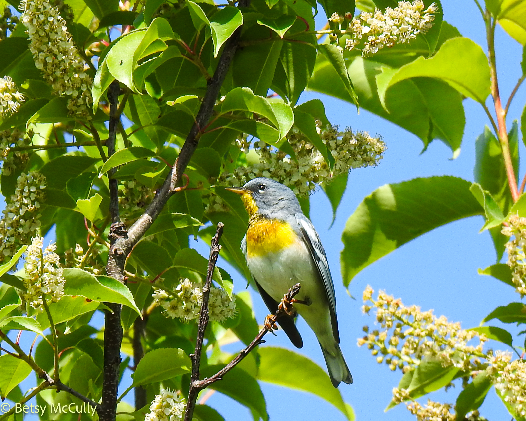 Photo of Northern Parula in tree