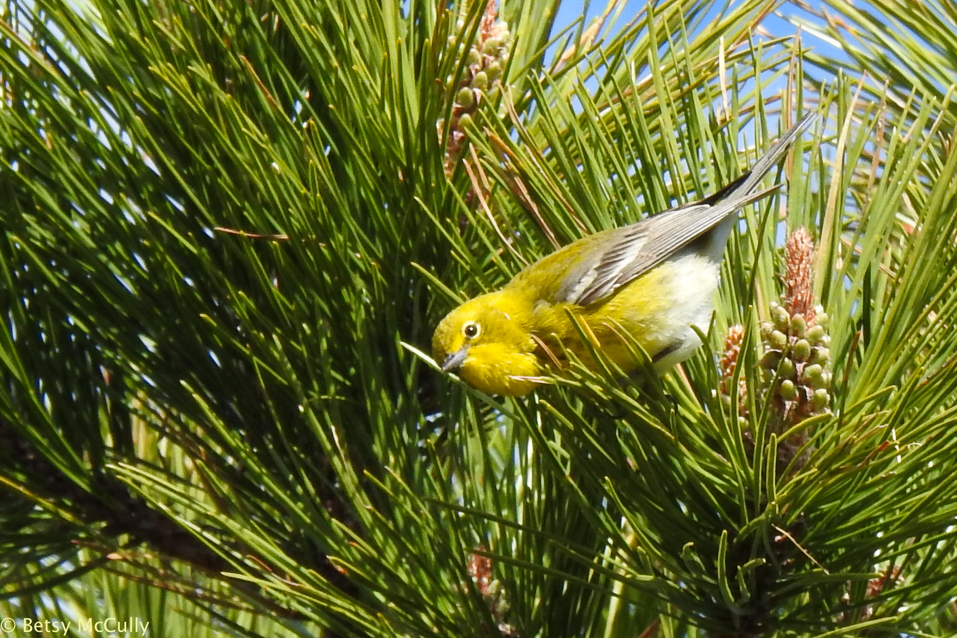 Photo of Pine Warbler male
