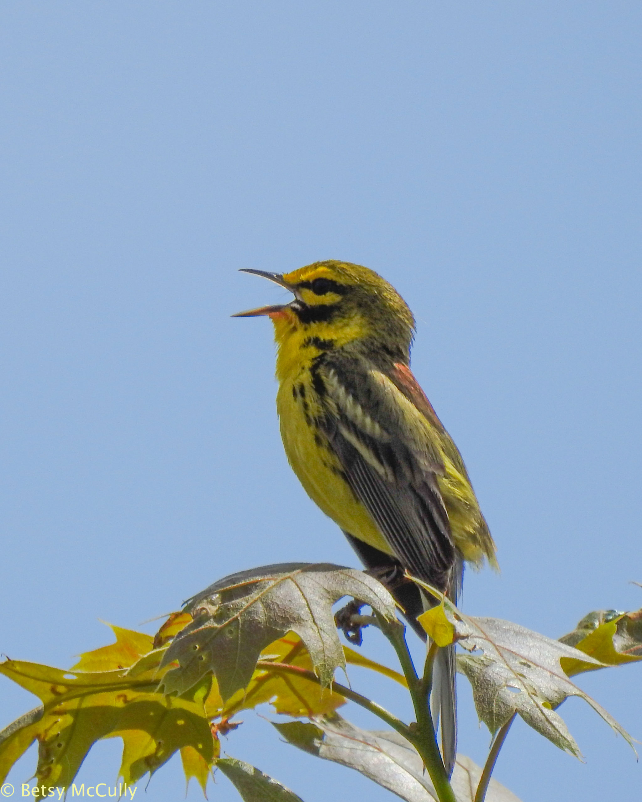 photo of prairie warbler singing