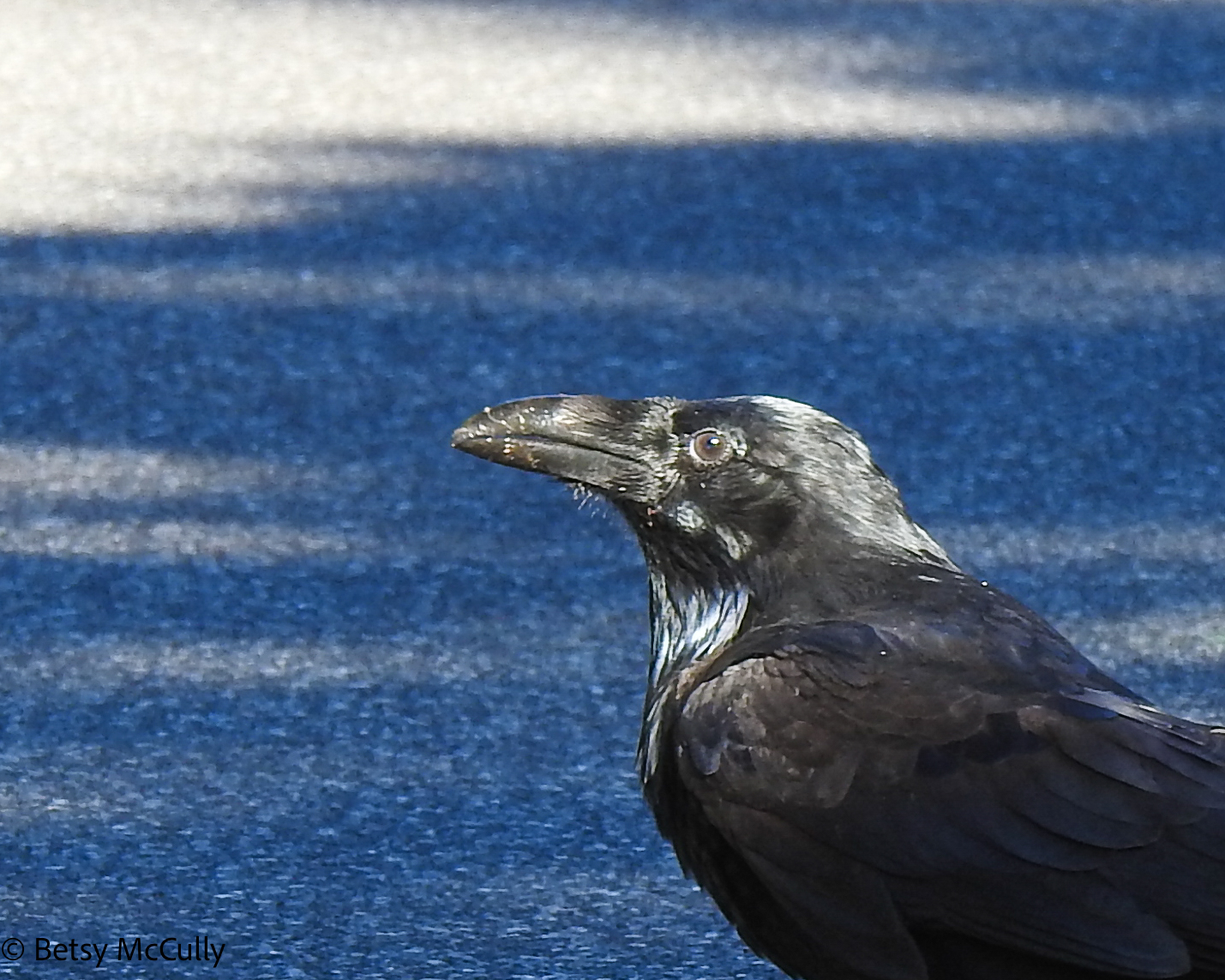 Photo of Common Raven