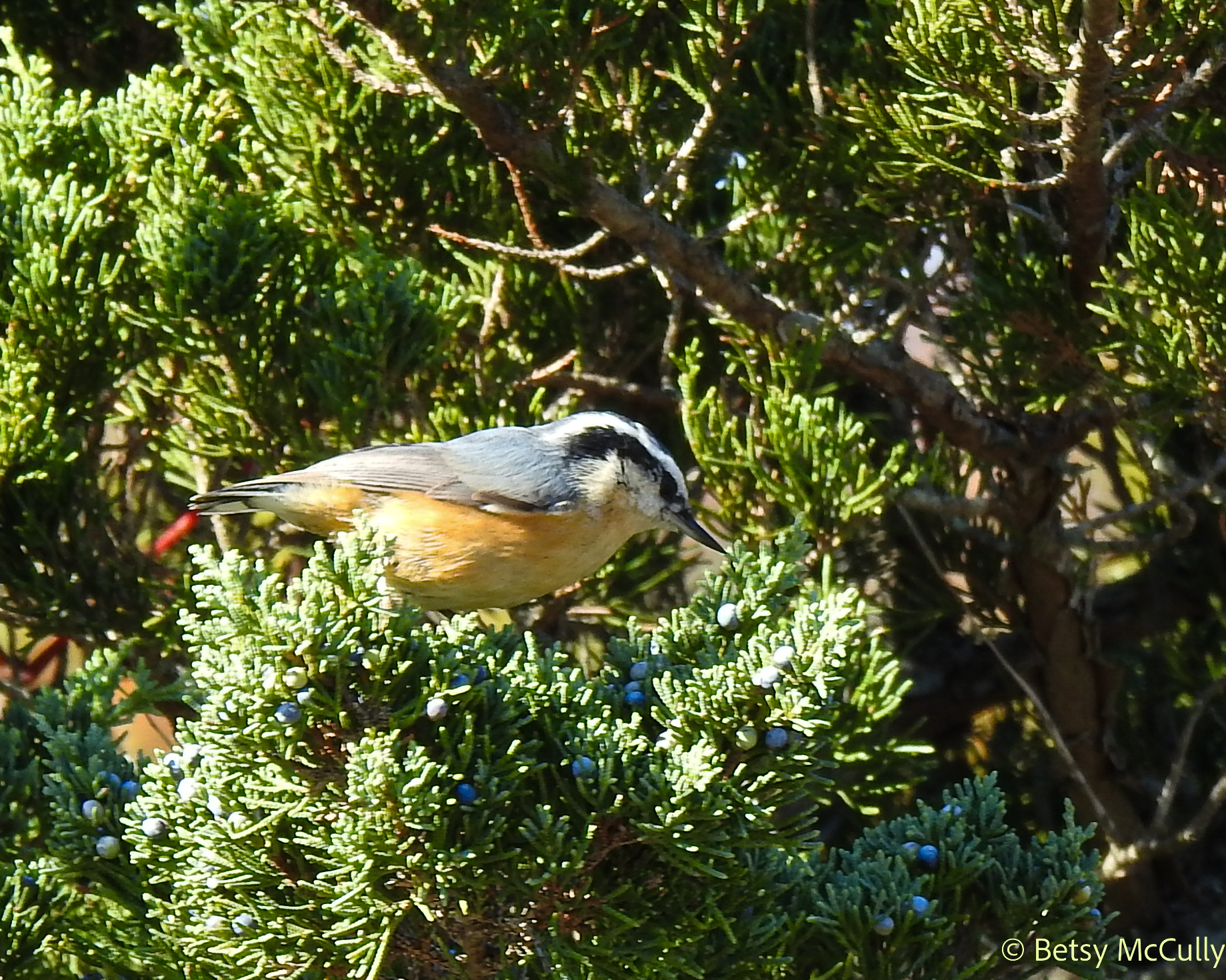 Photo of Red-breasted Nuthatch