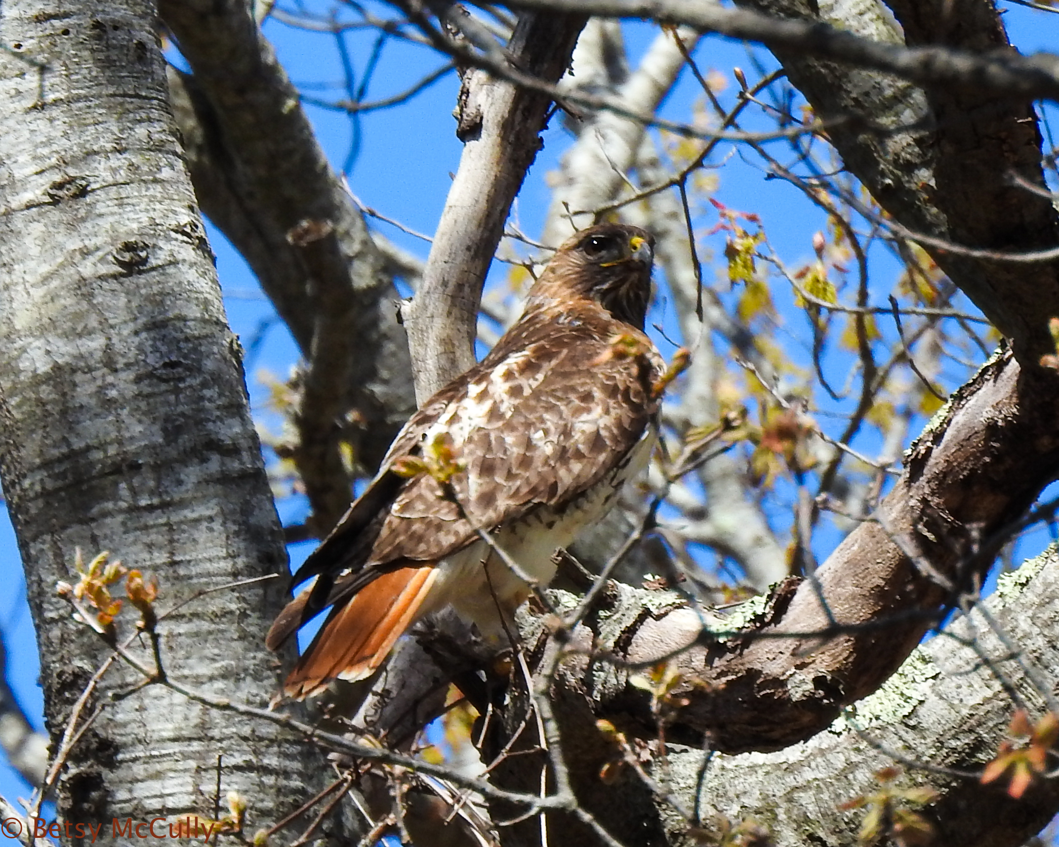 photo of red-tailed hawk perched