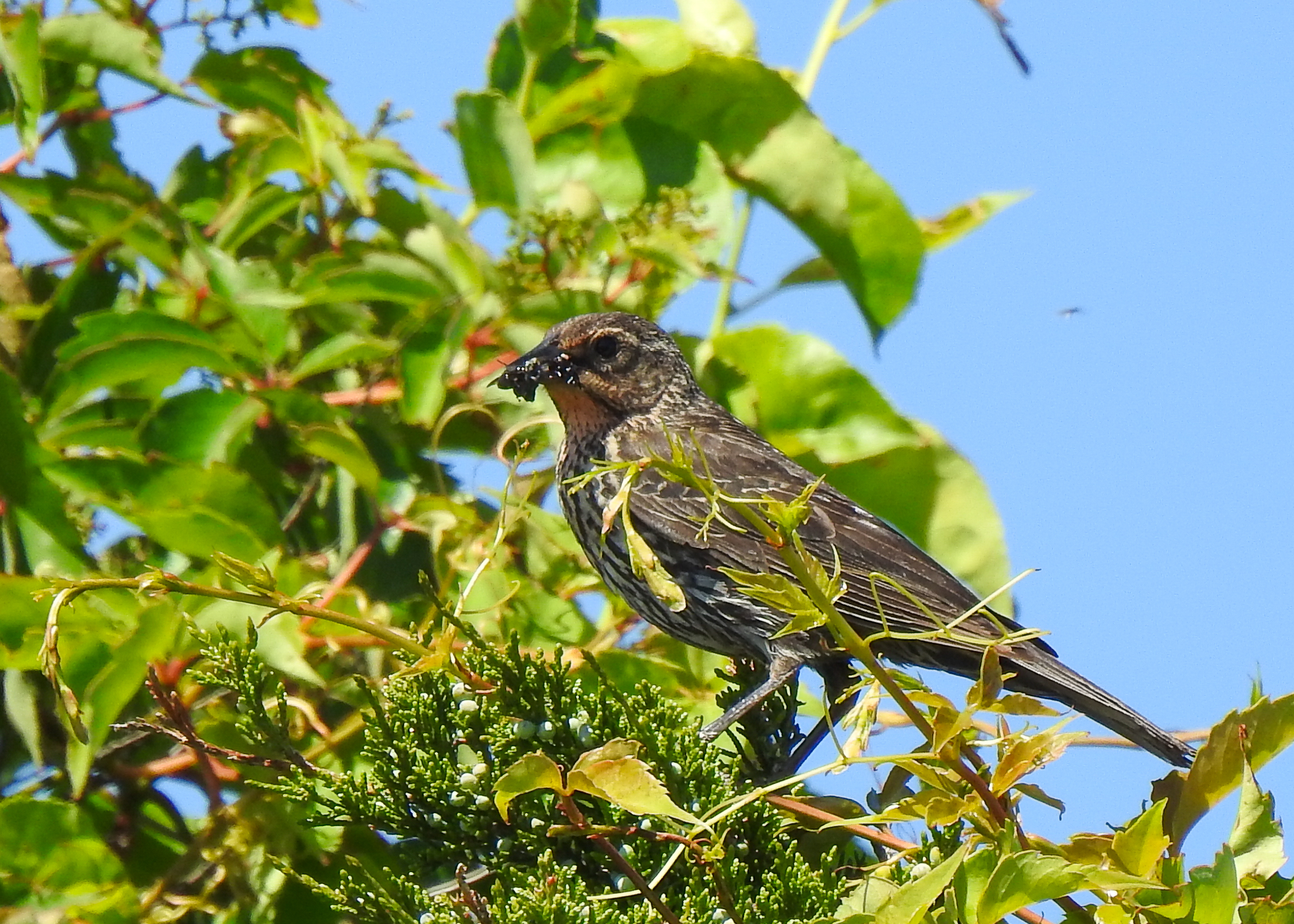 photo of Red-winged Blackbird female