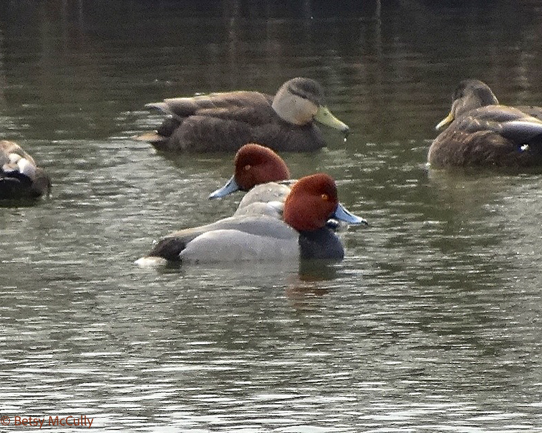 Photo of two redheads