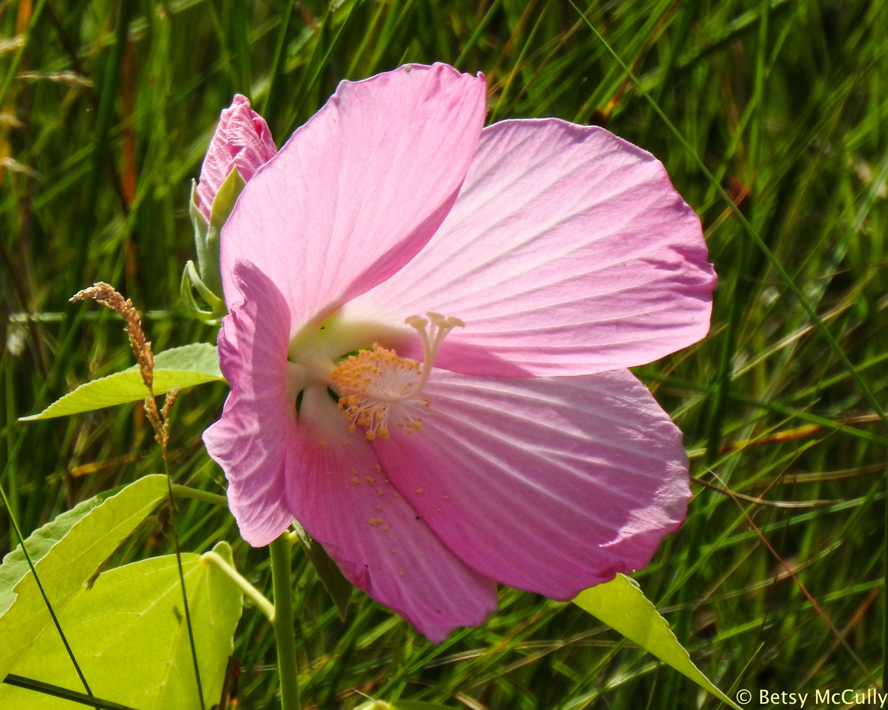 photo of swamp rose-mallow
