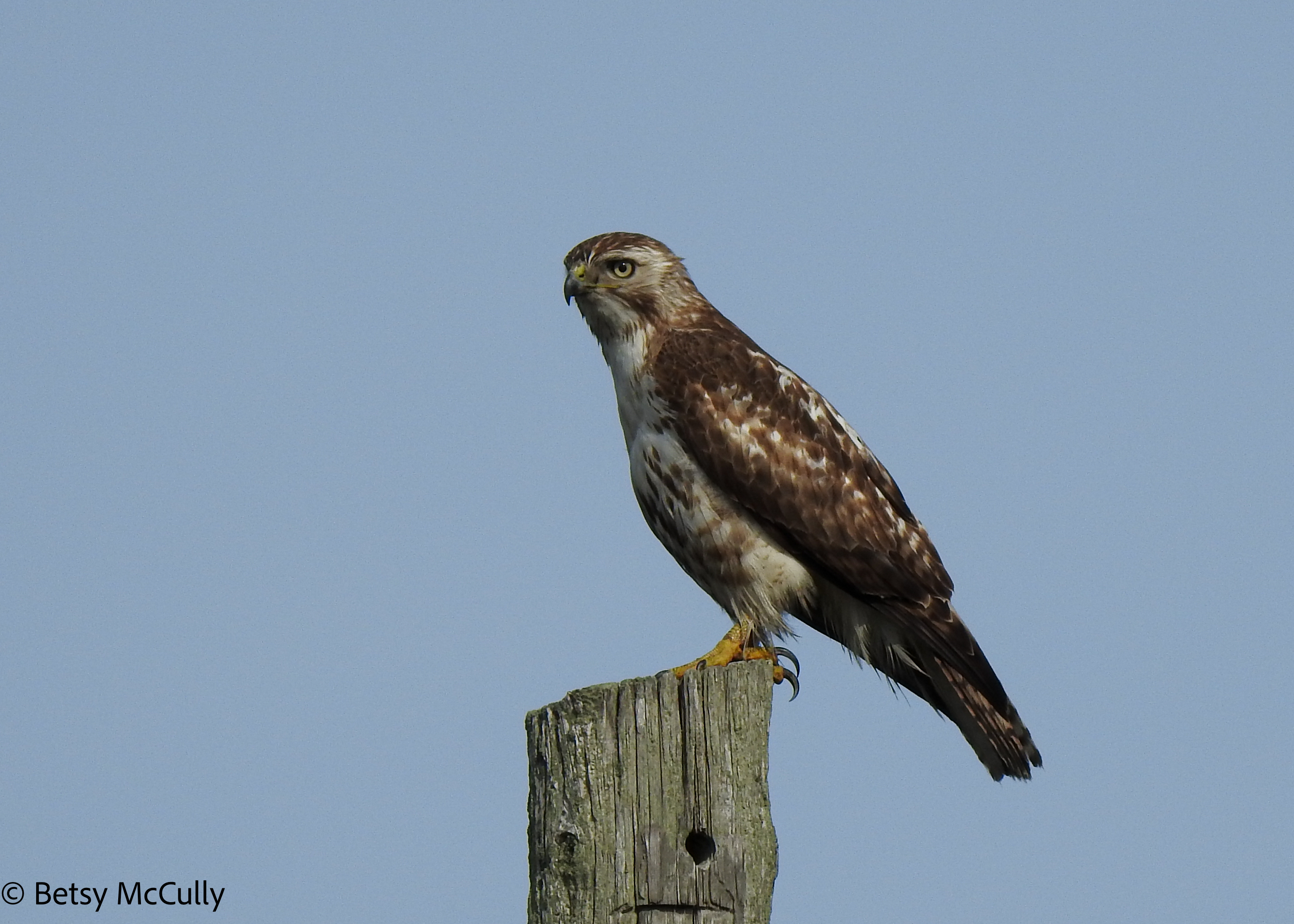 Photo of immature Red-tailed Hawk