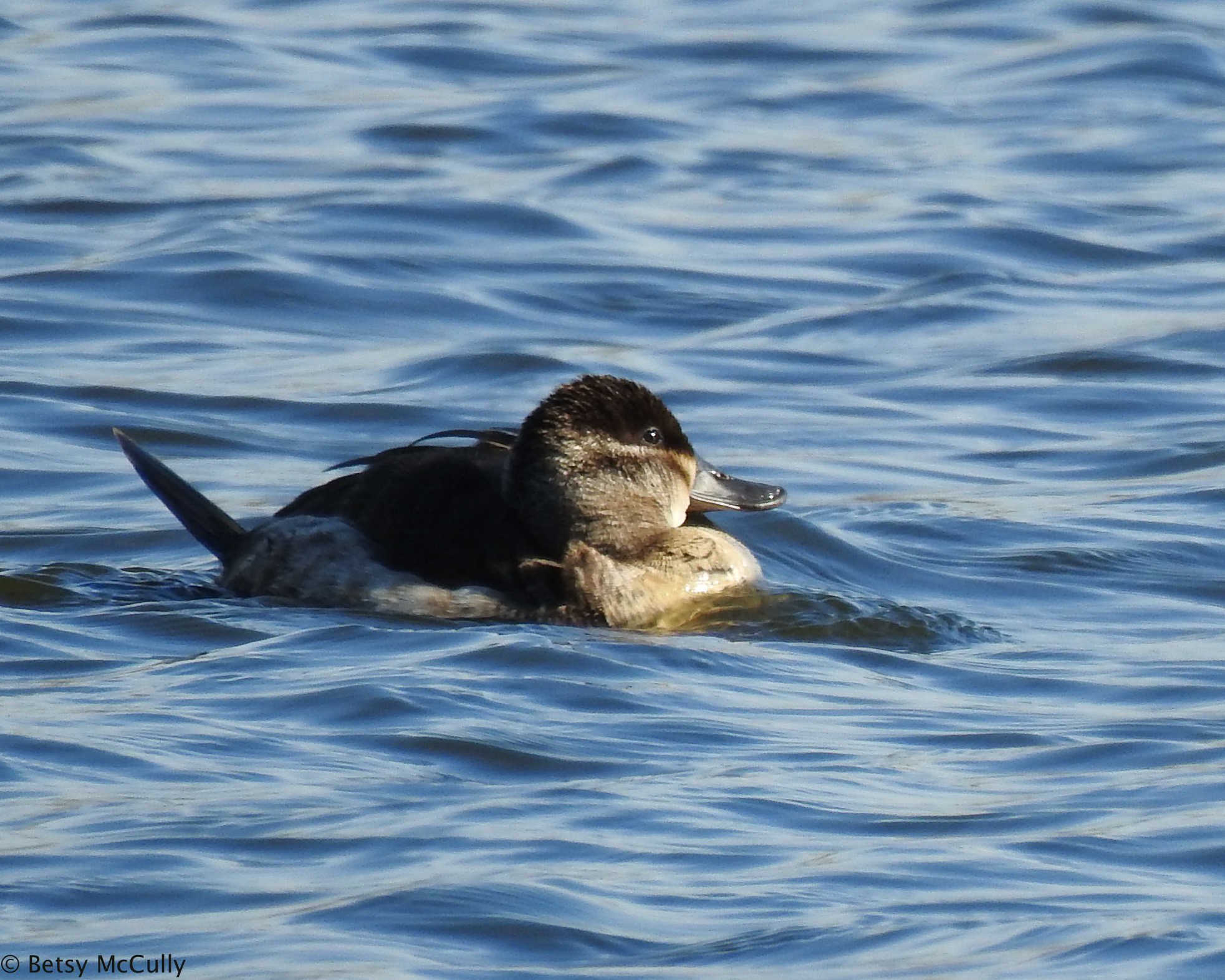 Photo of Ruddy Duck female