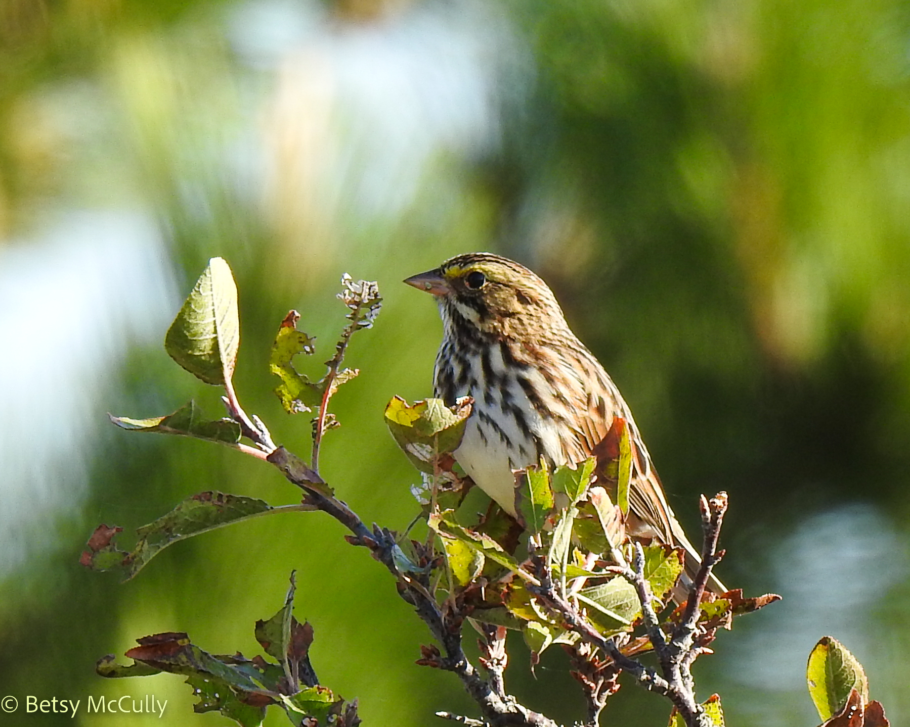 Photo of Savannah Sparrow perched