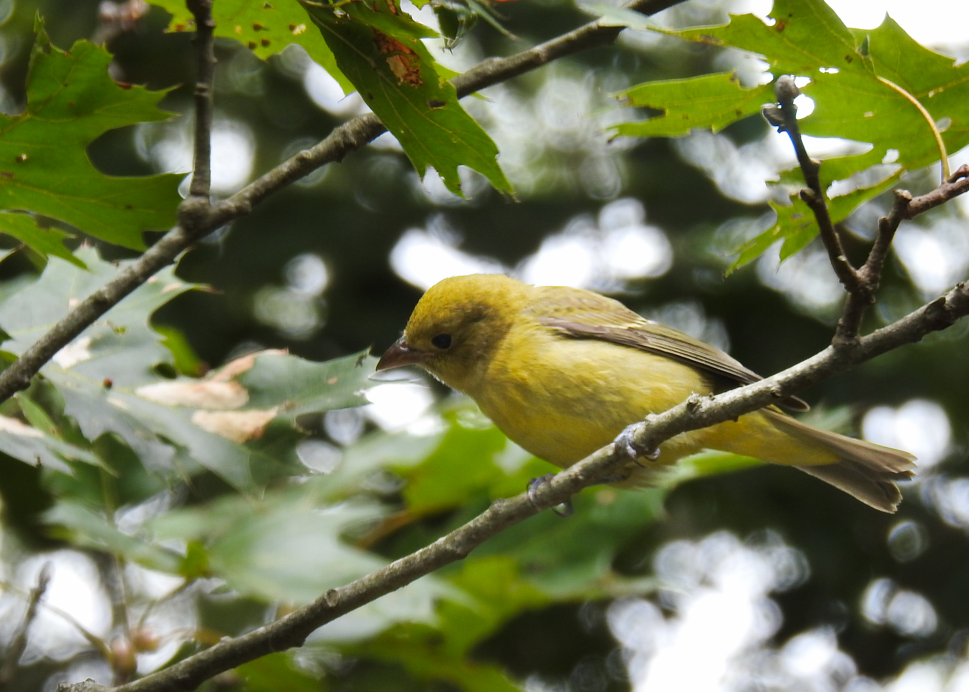 Photo of female Scarlet Tanager