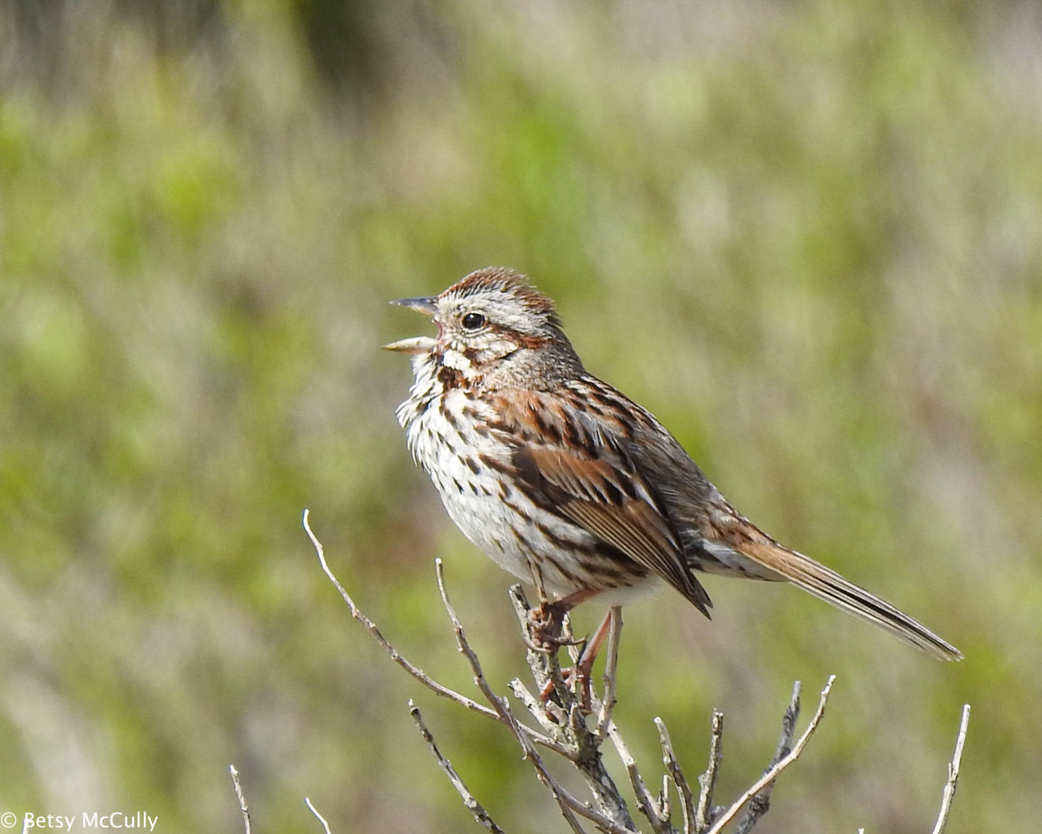 photo of song sparrow singing