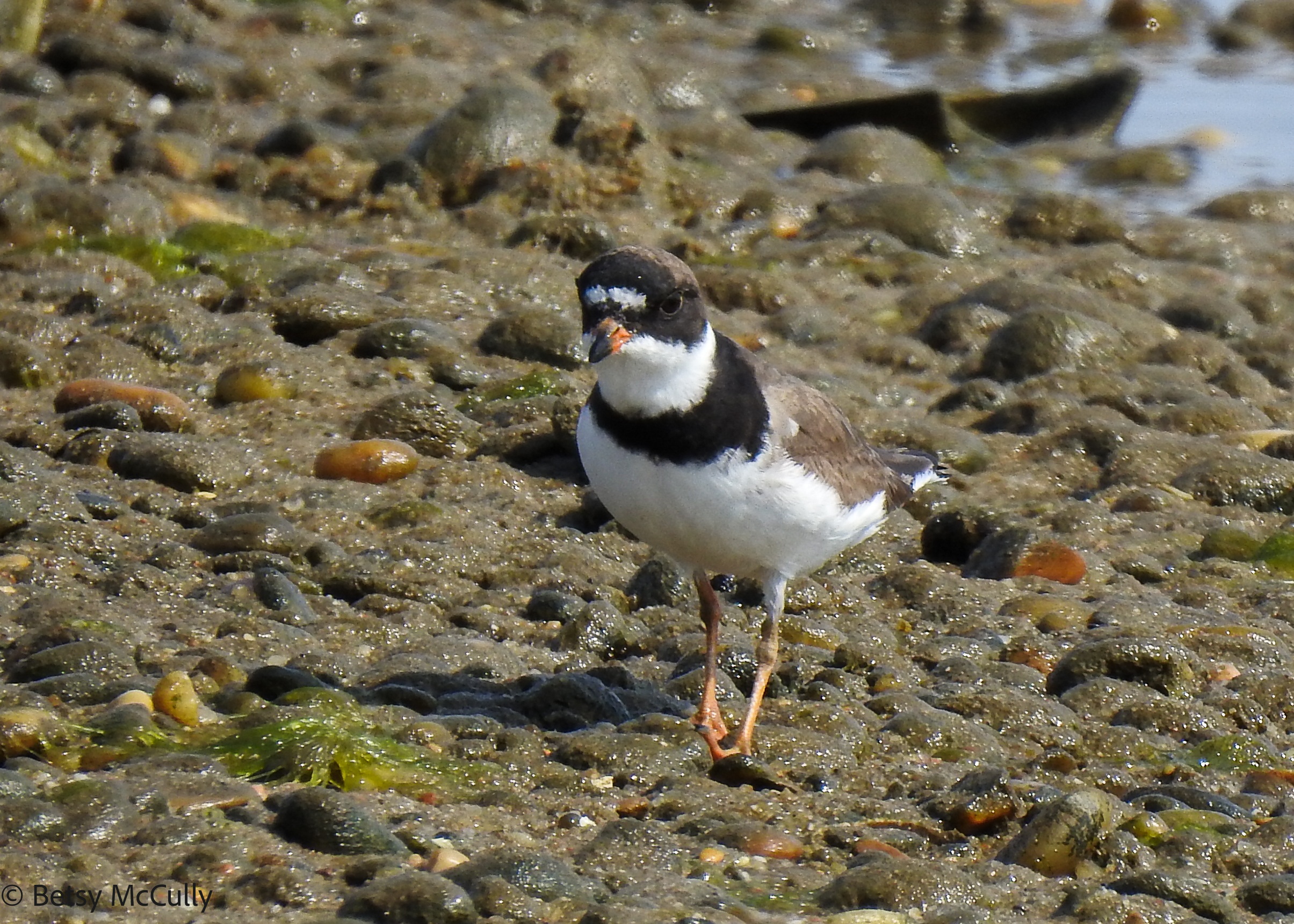 photo of semipalmated plover in breeding plumage
