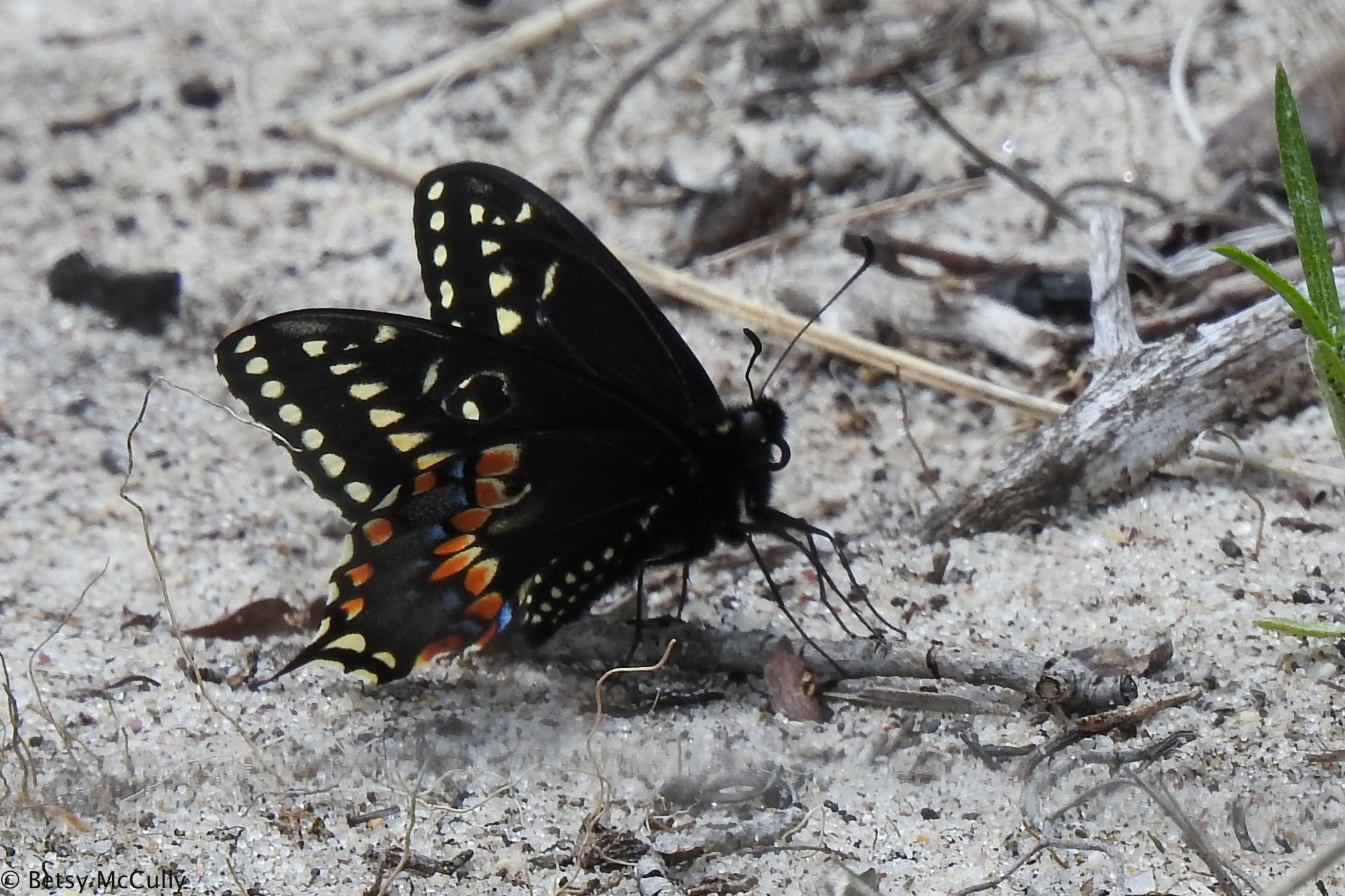 photo of Black Swallowtail