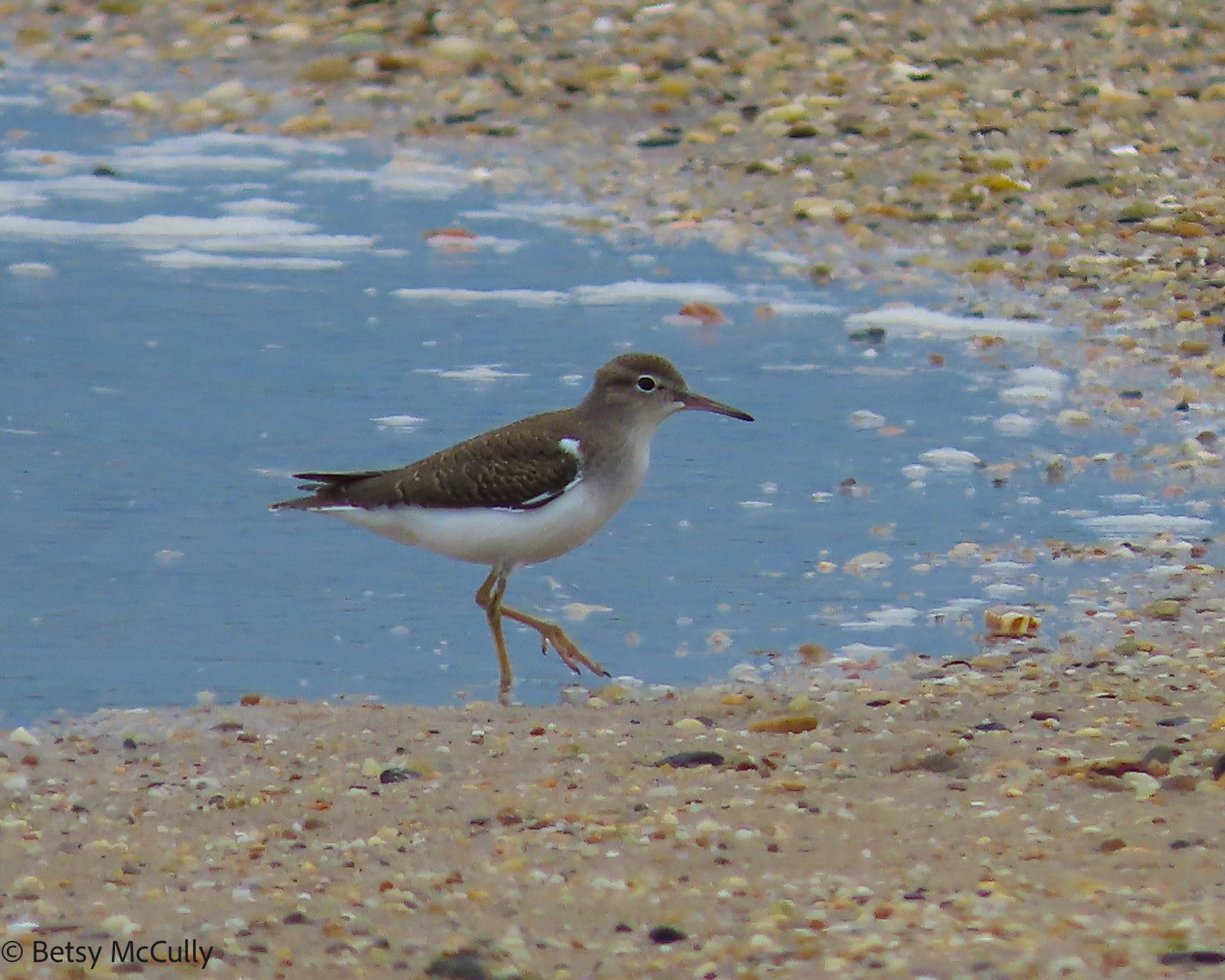 photo of spotted sandpiper