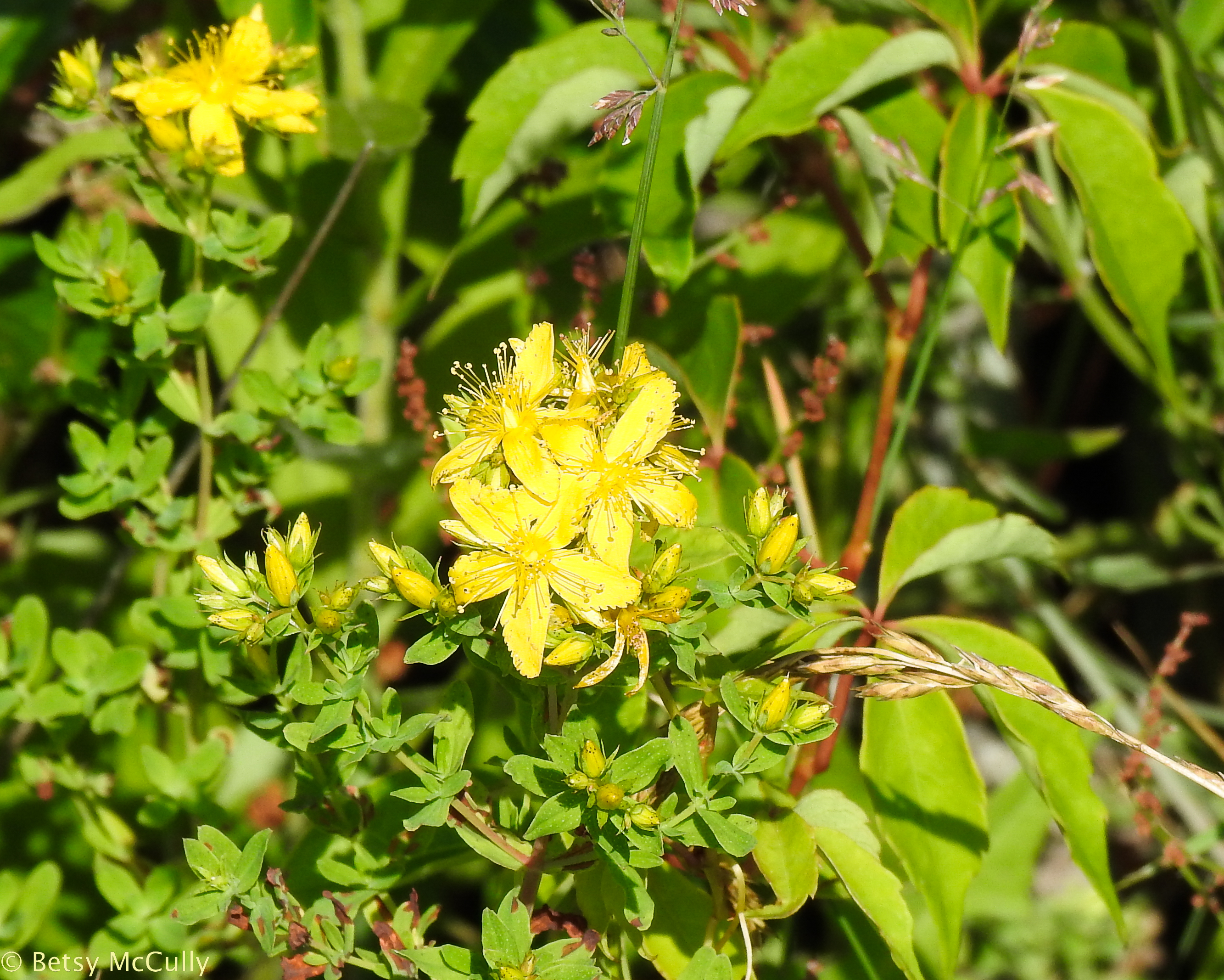 photo of Spotted St. John's Wort