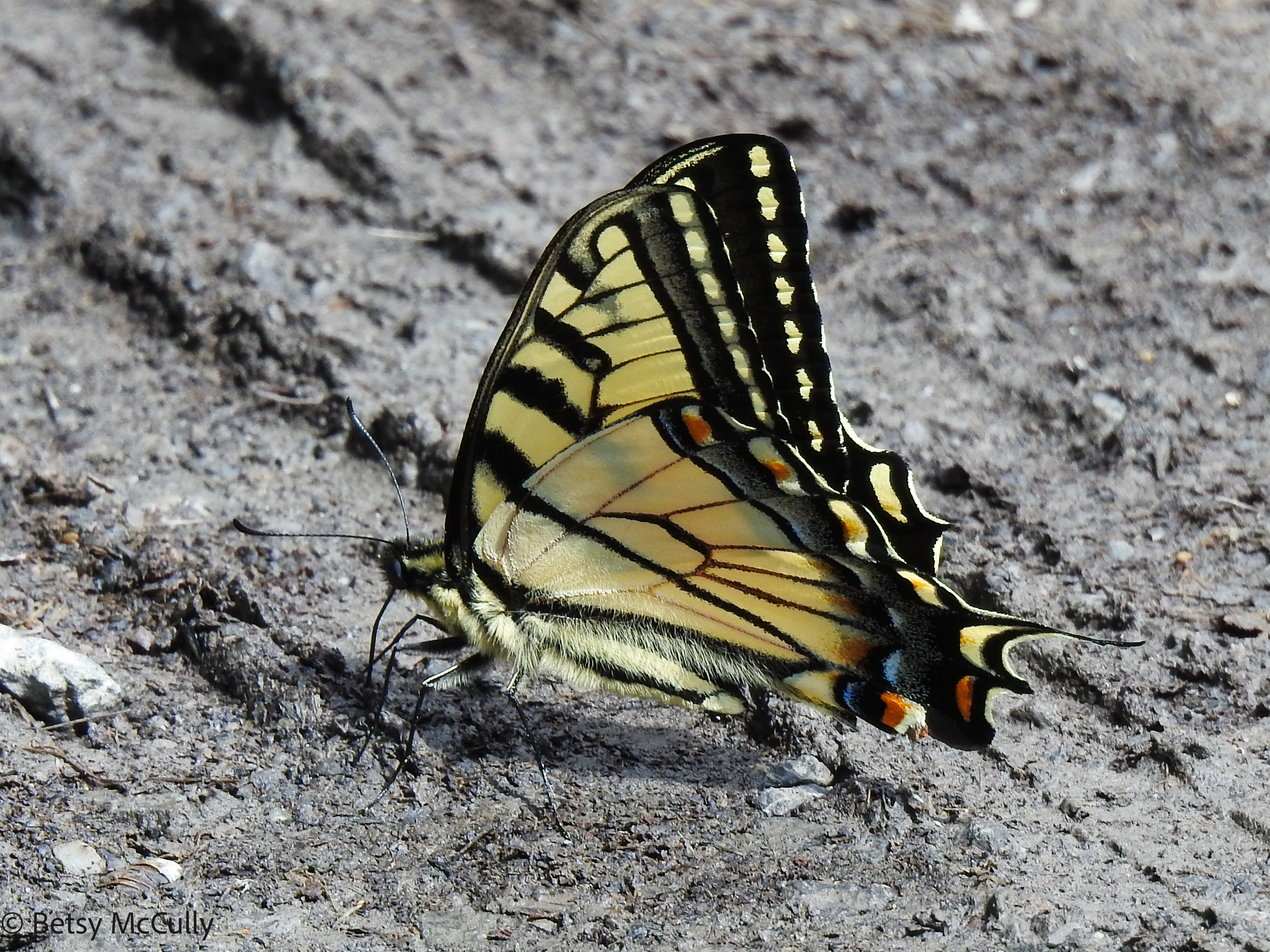 photo of Eastern Tiger Swallowtail